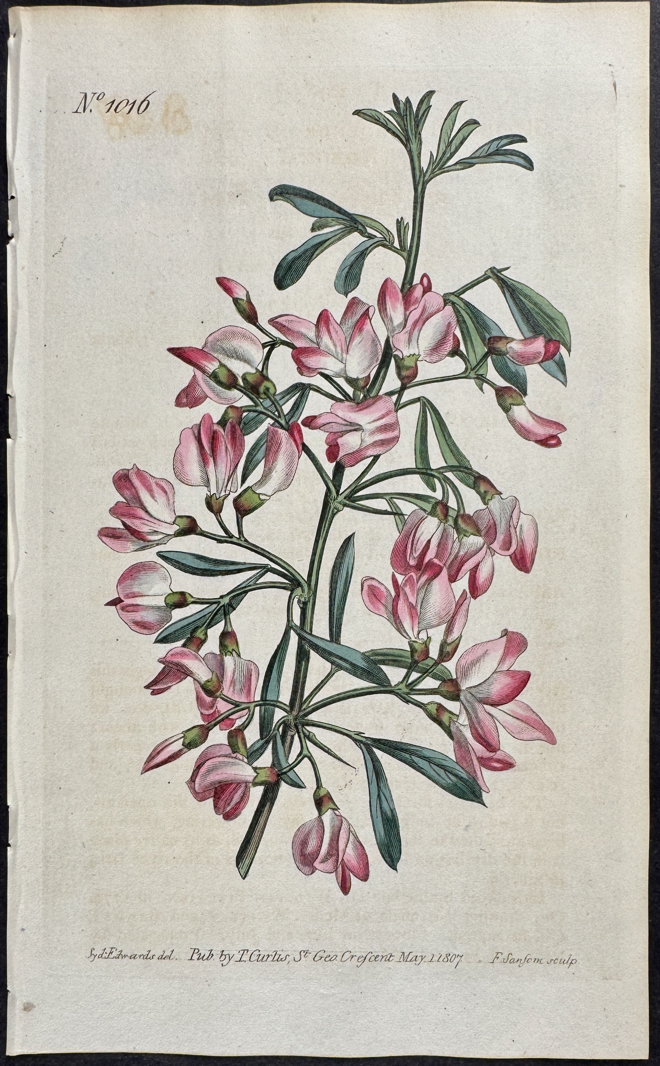 Salt-tree Robinia