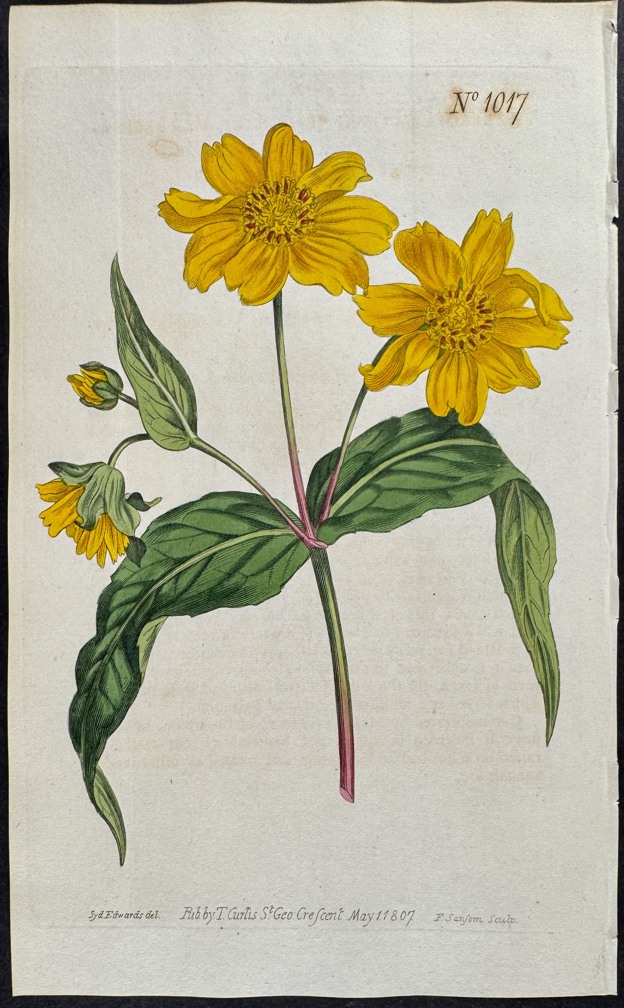 Oil-seed Verbesina