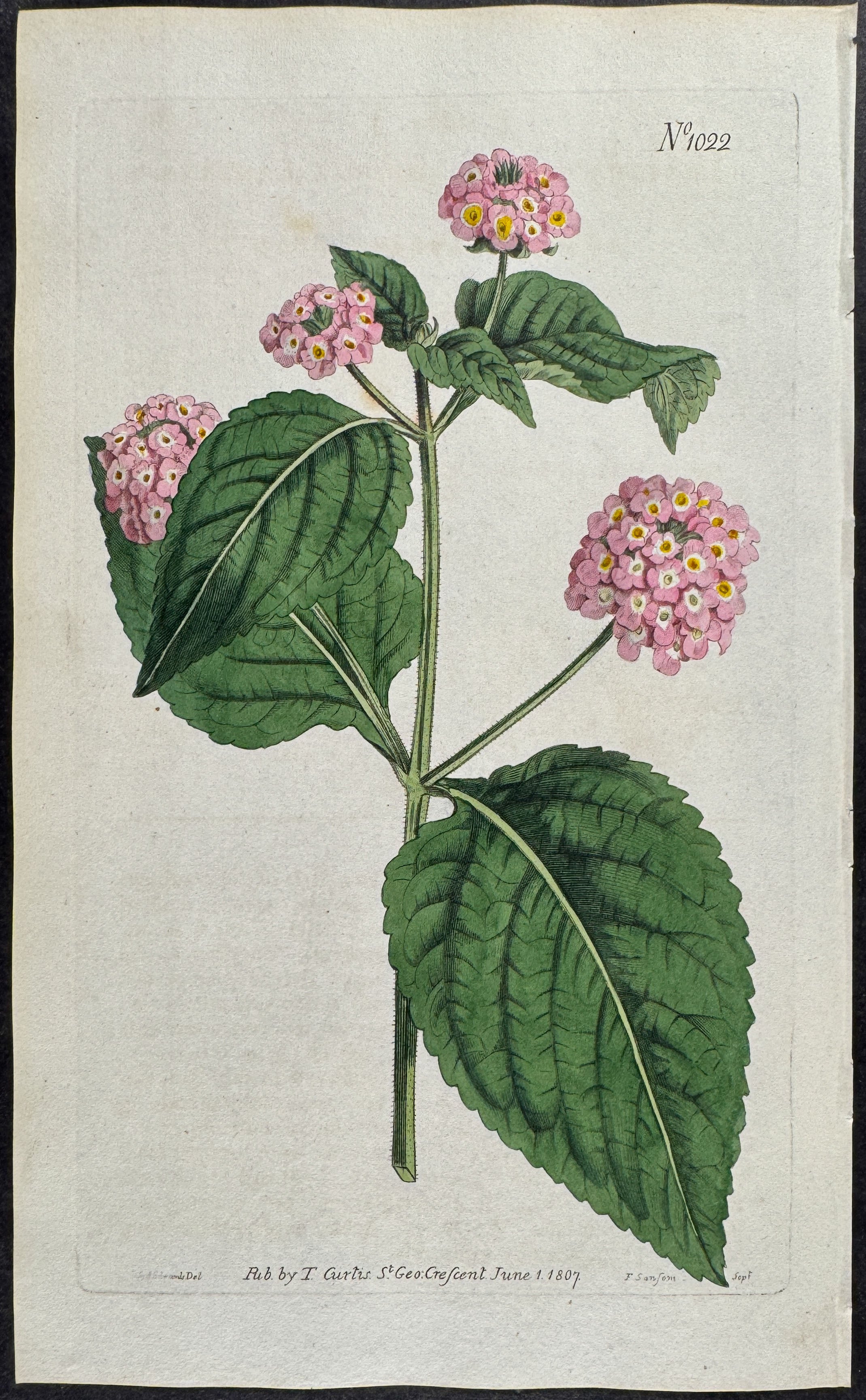 Annual Lantana