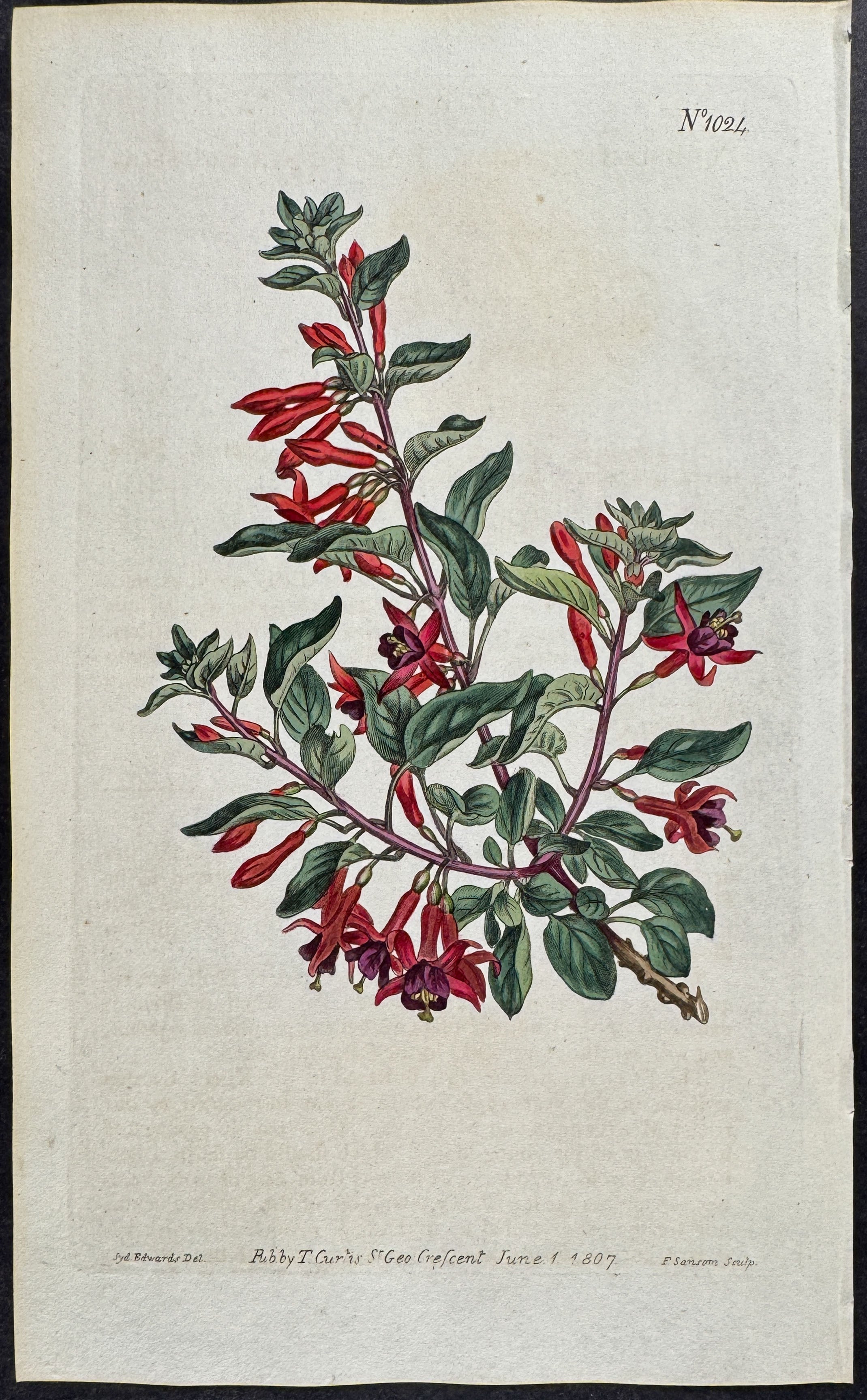 Box-thorn Fuchsia