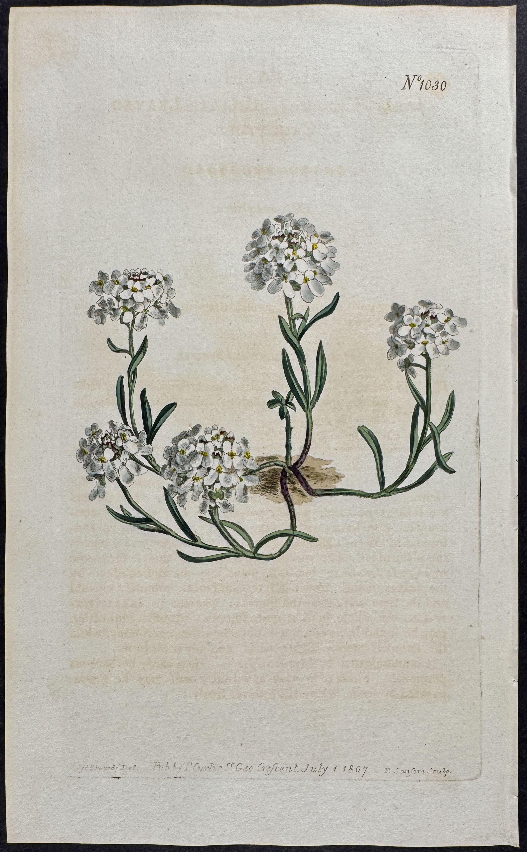 Ciliate-leaved Candytuft