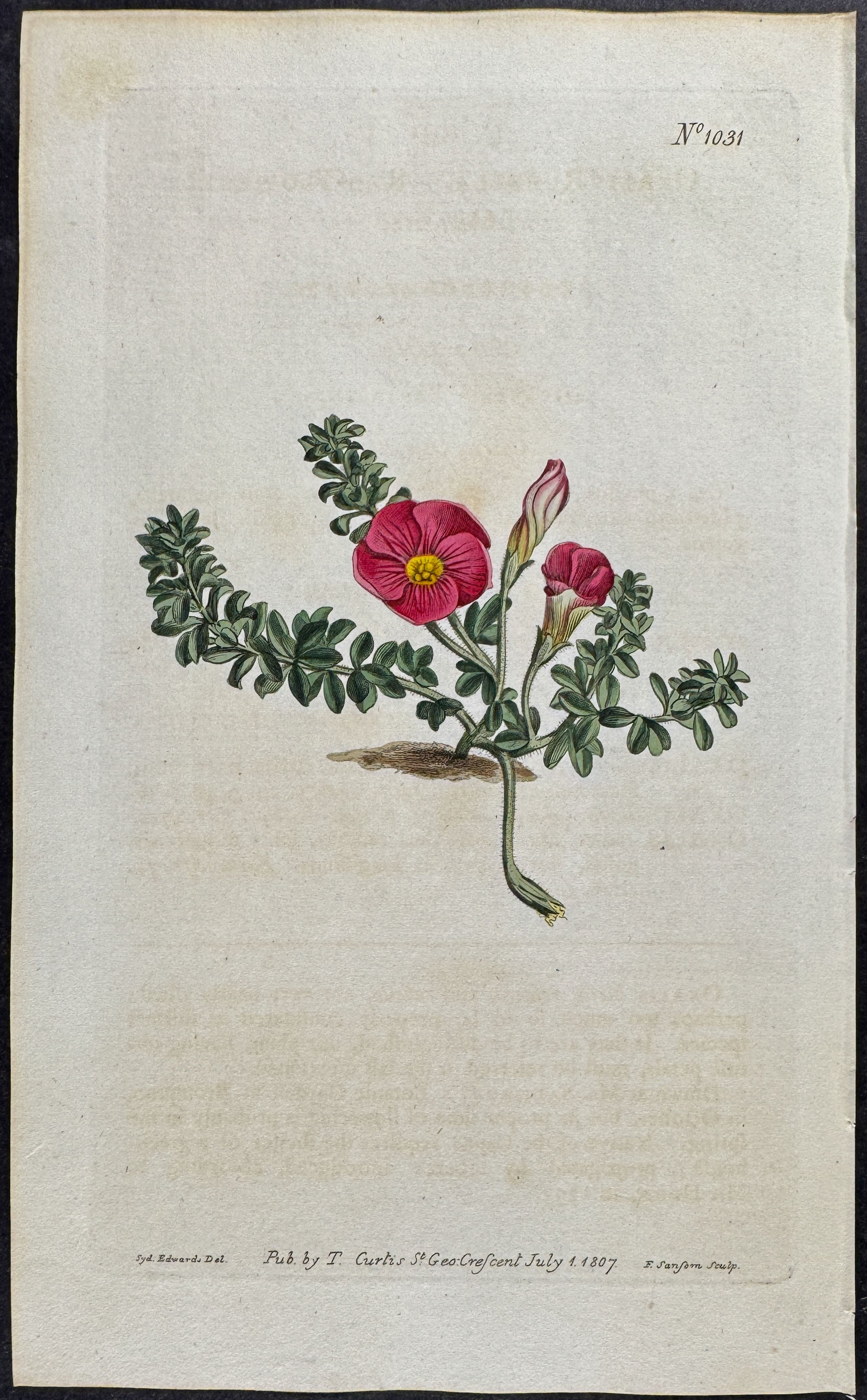 Red-flowered Oxalis