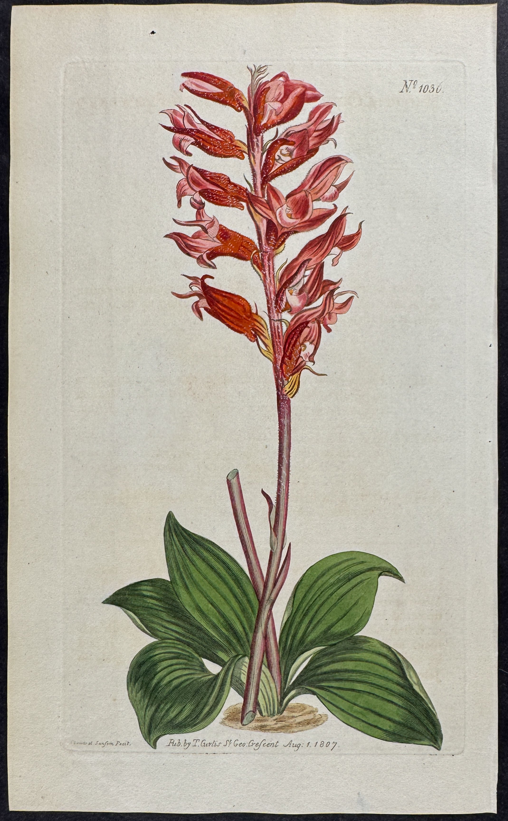 Frosted-Flowered Neottia
