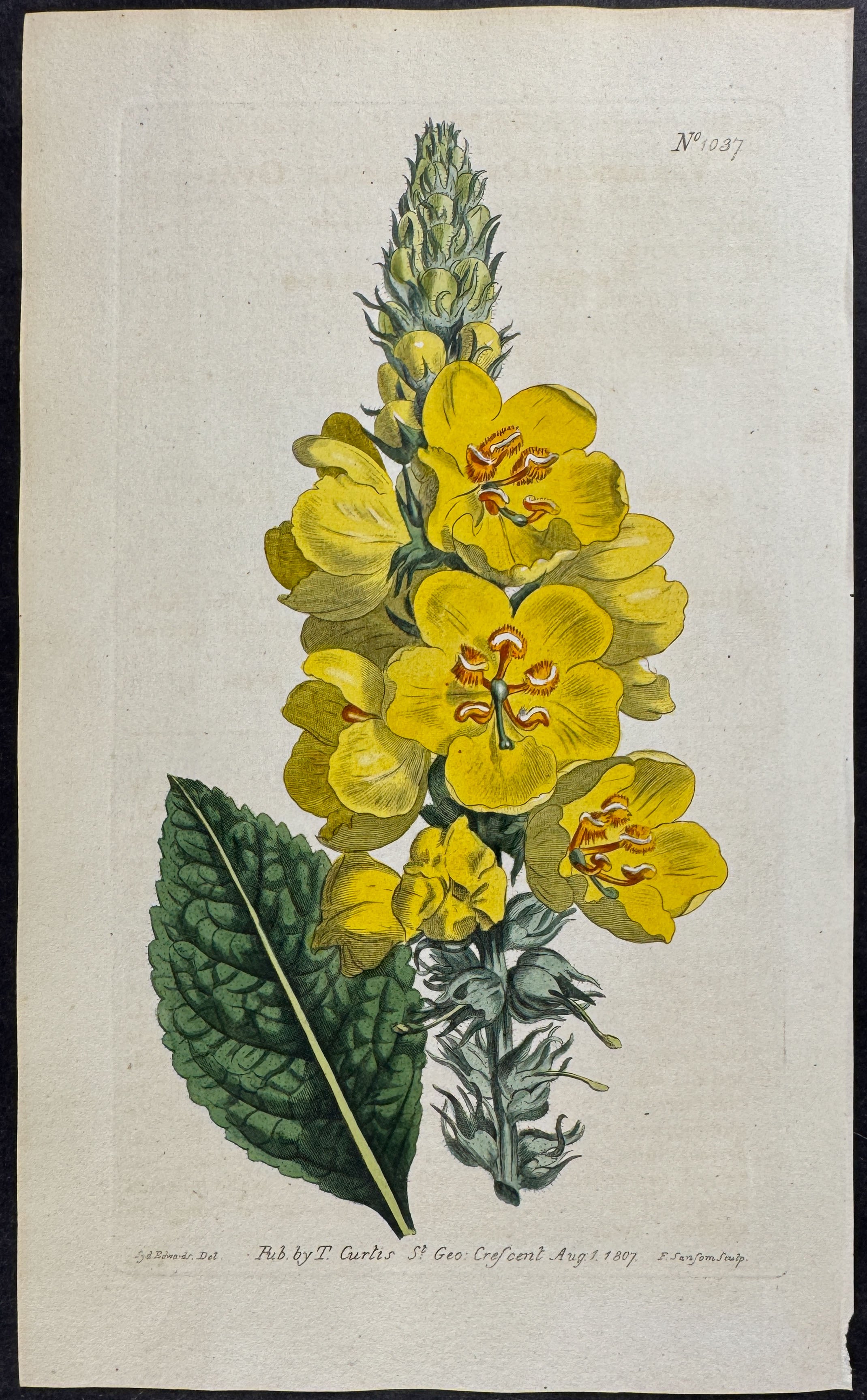 Oval-leaved Mullein
