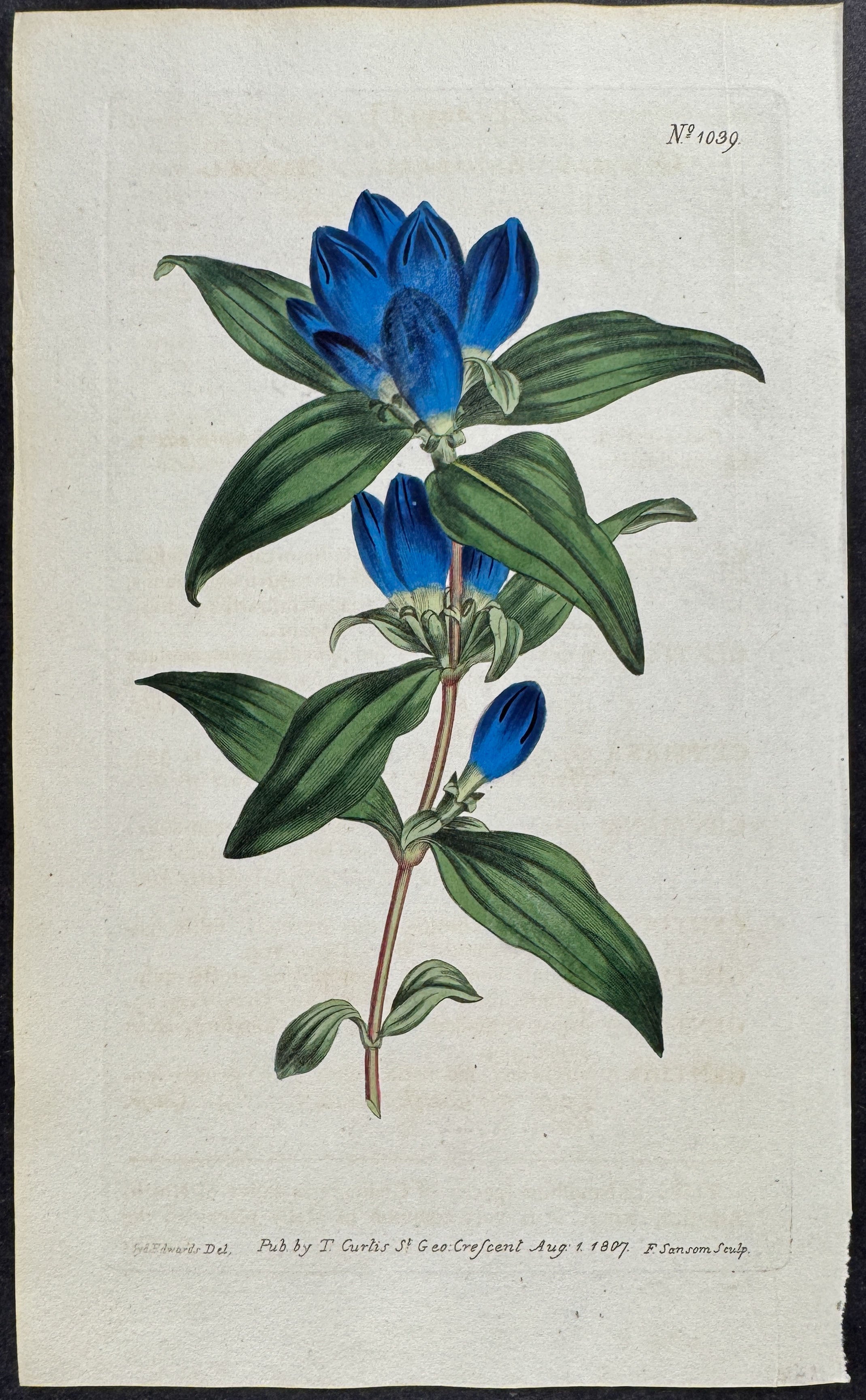 Barrel-flowered Gentian
