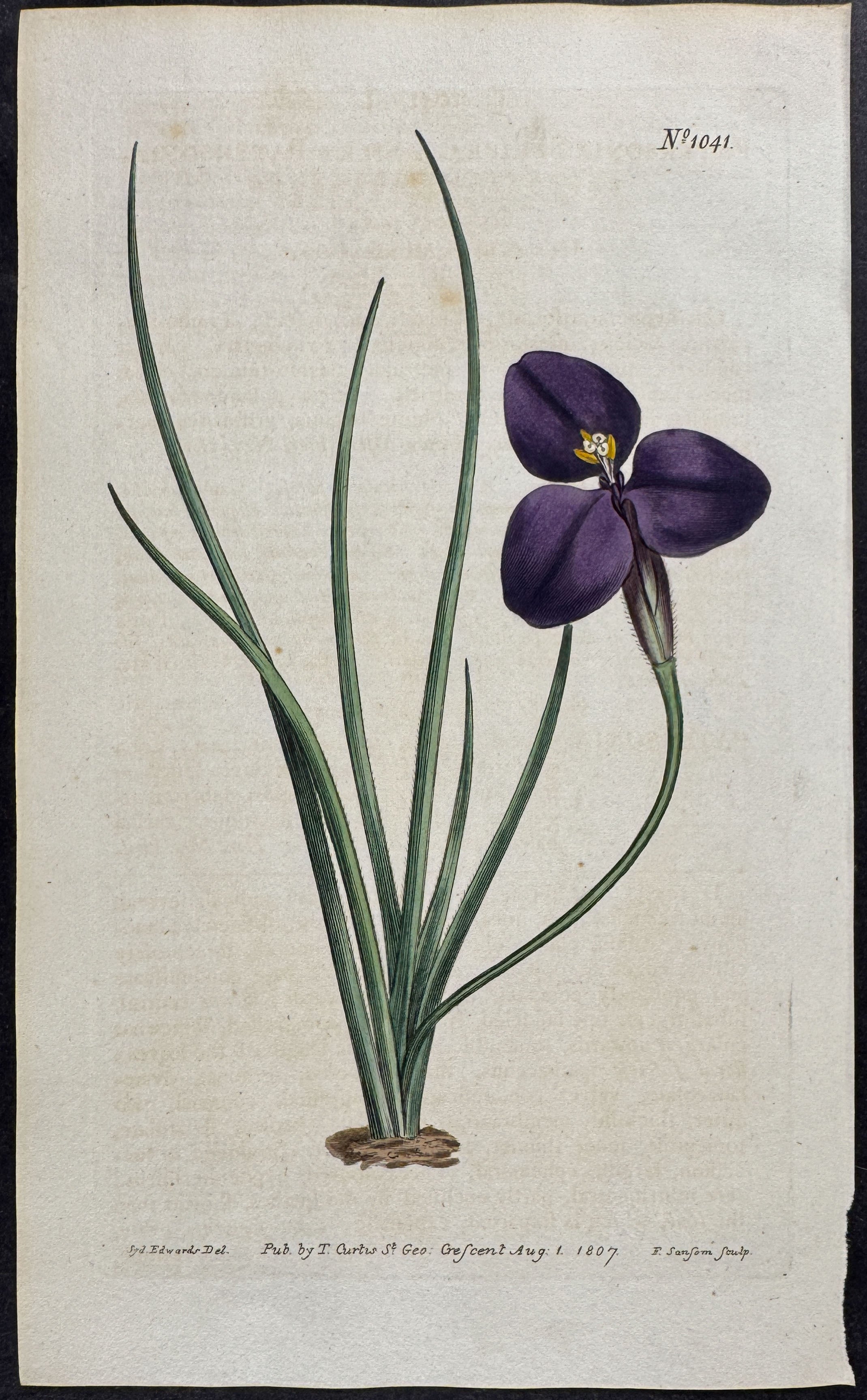 Afternoon-flowering Anthericum