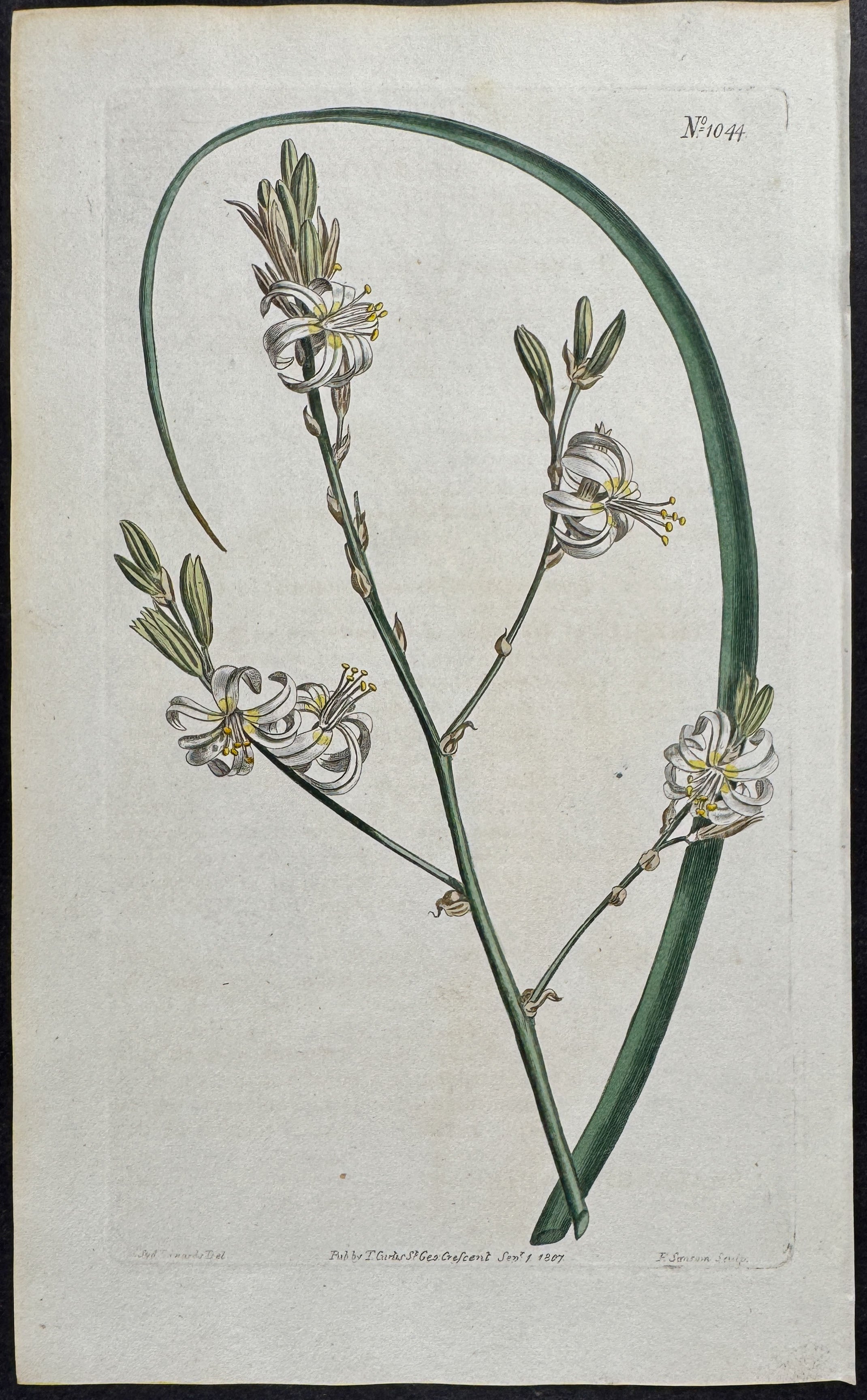 Curled-flowered Anthericum