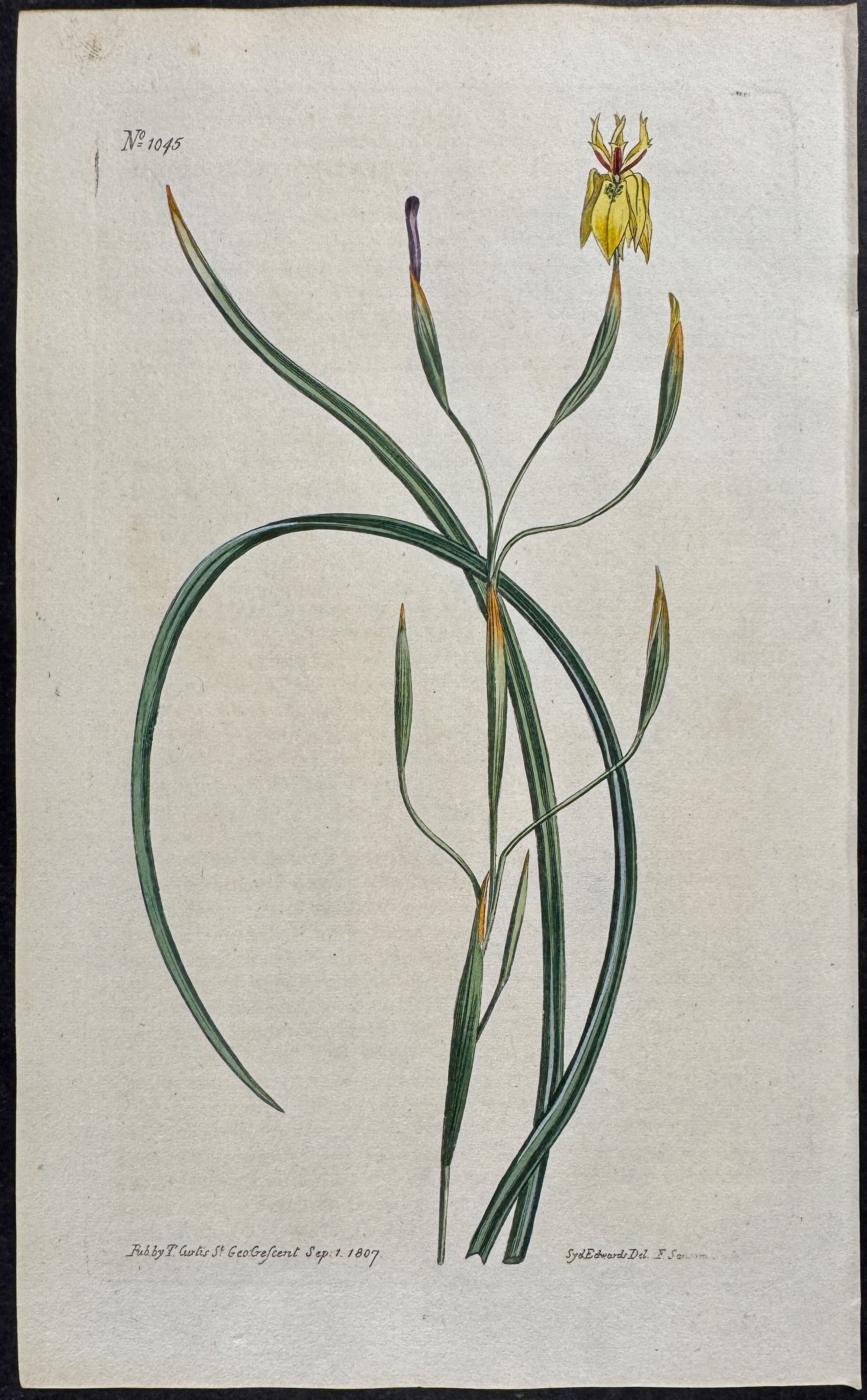 Yellow-flowered Clammy Moraea