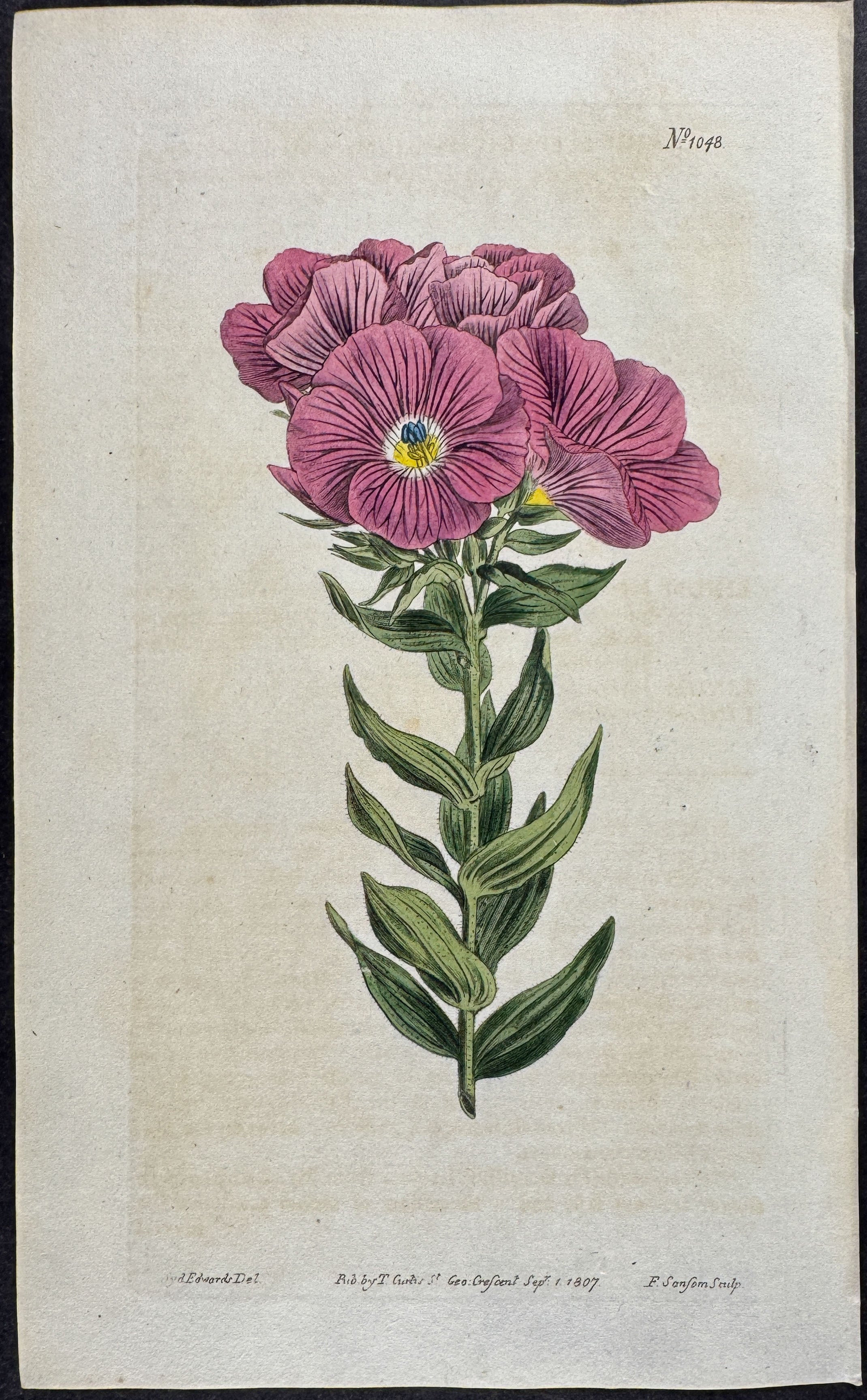 Mallow-flowered Flax