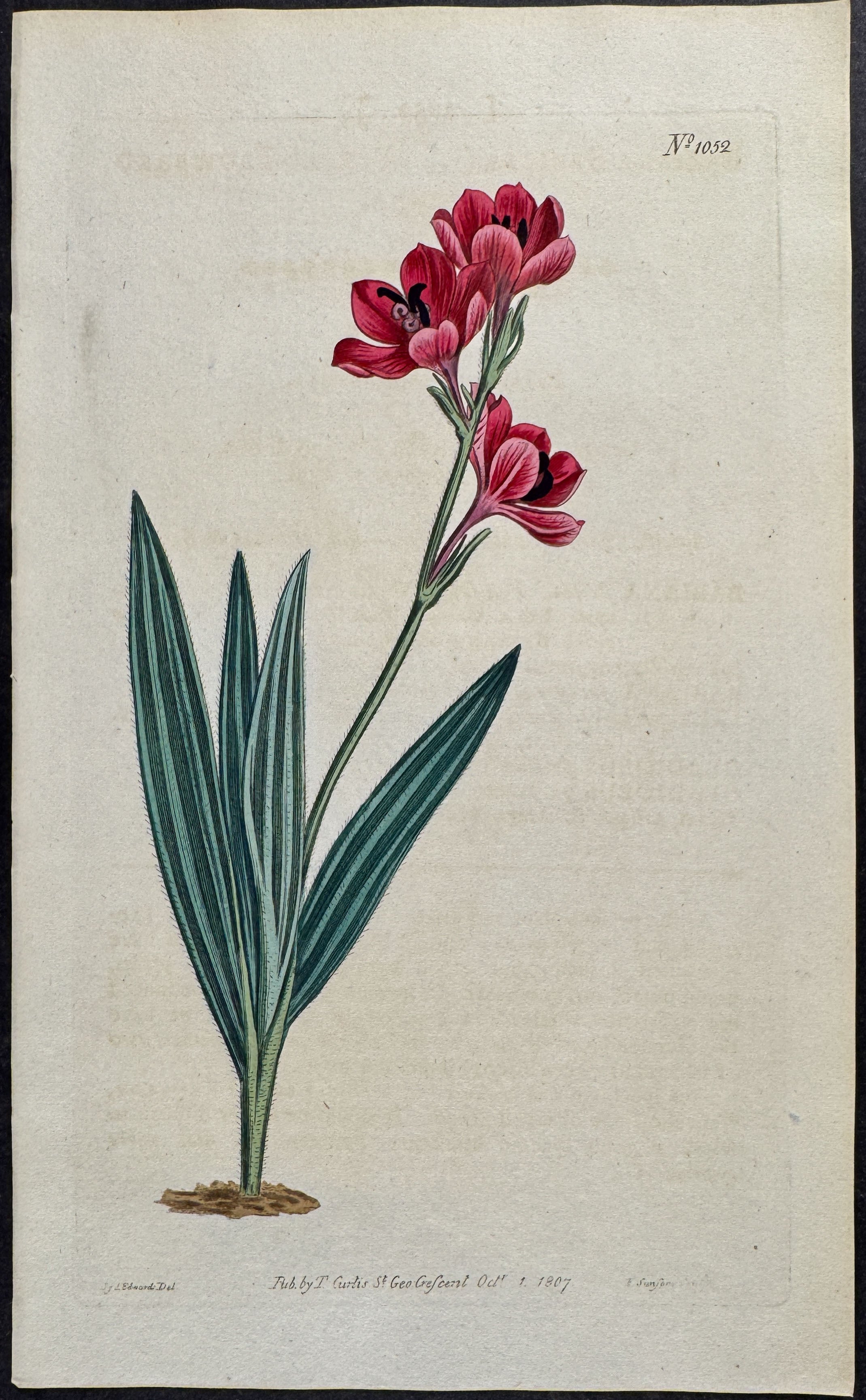 Purple-flowered Babiana