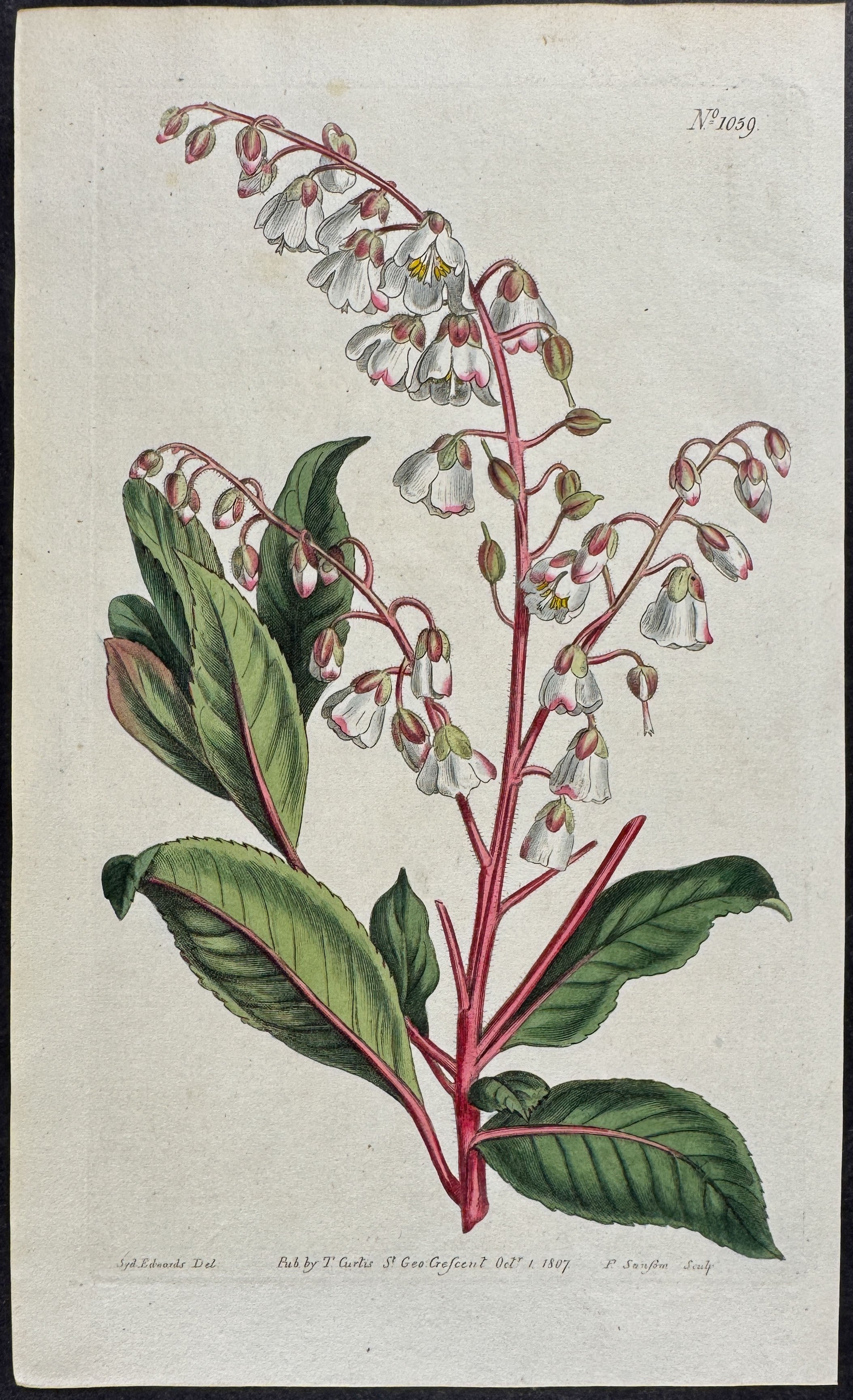 Tree Clethra