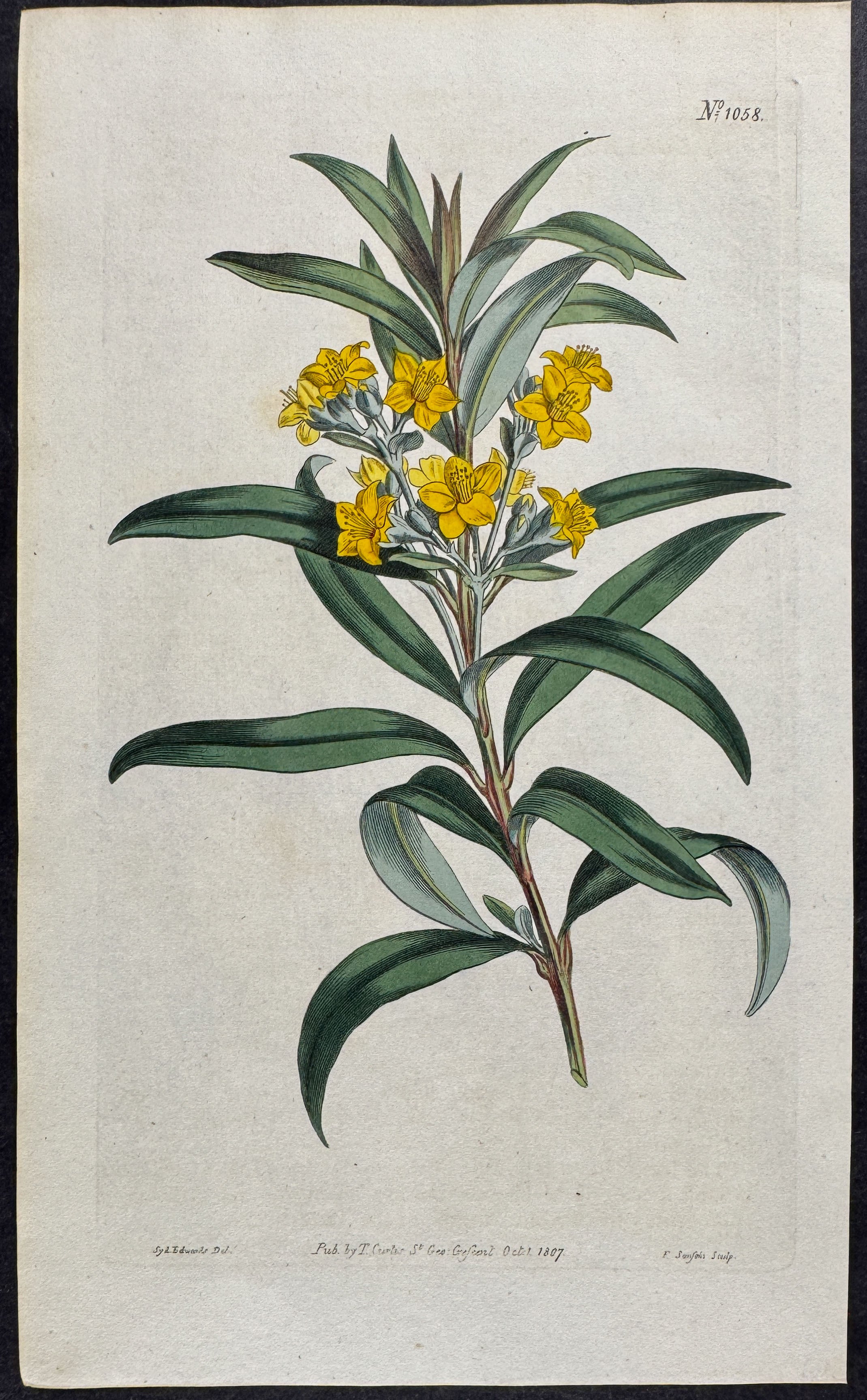 Oleander-leaved Melaleuca