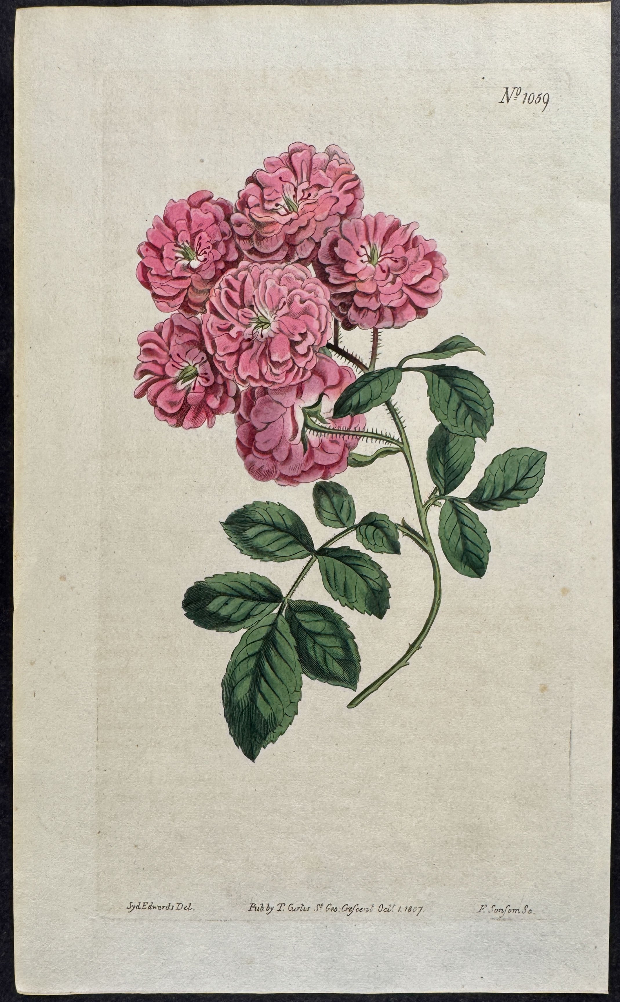 Bramble-flowered Rose