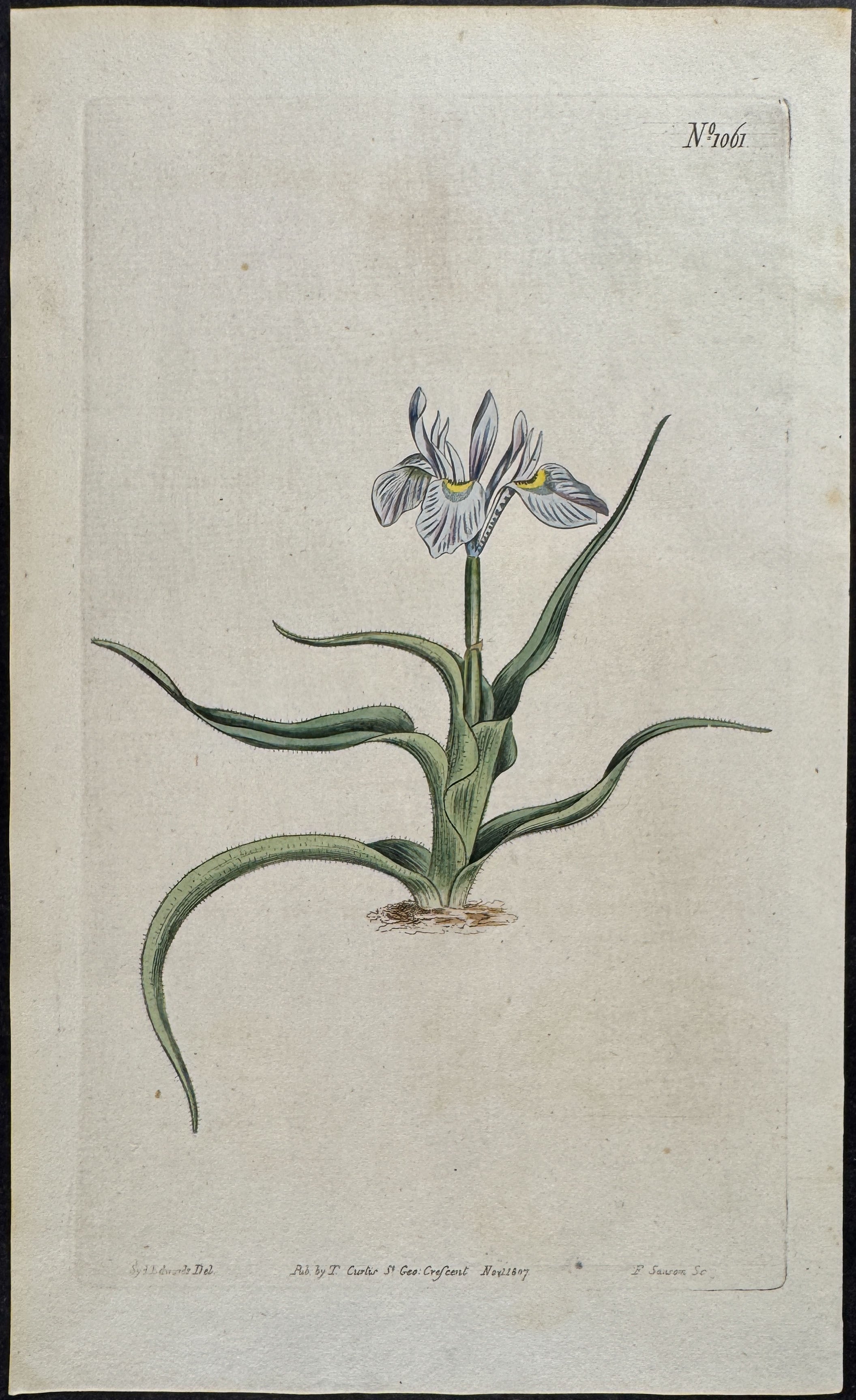 Blueish-flowered Ciliate Moraea