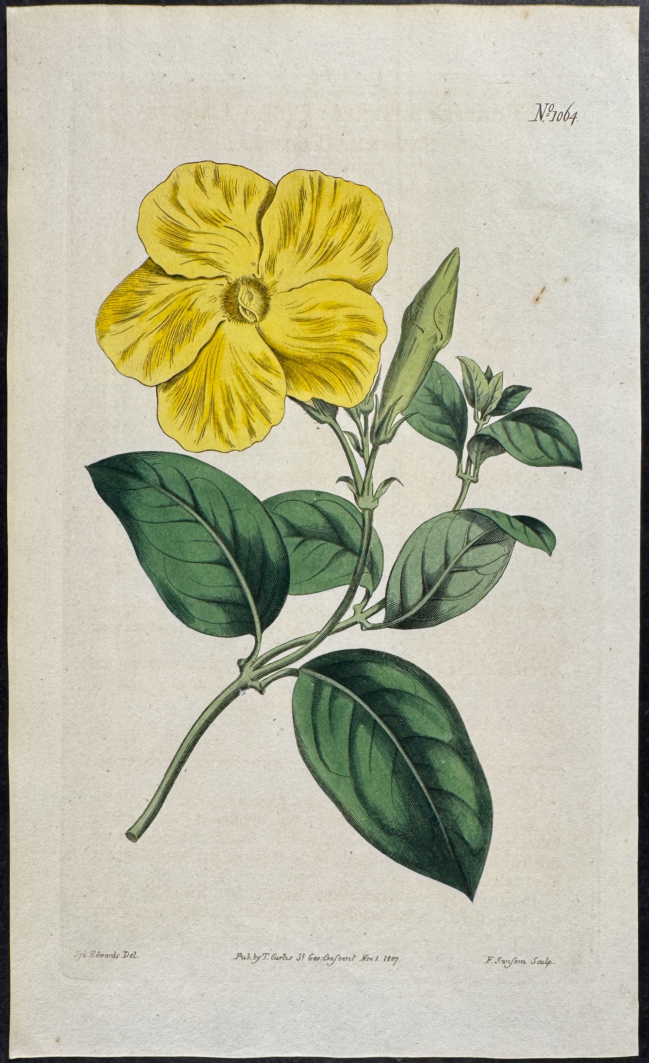 Larger Savanna-Flower