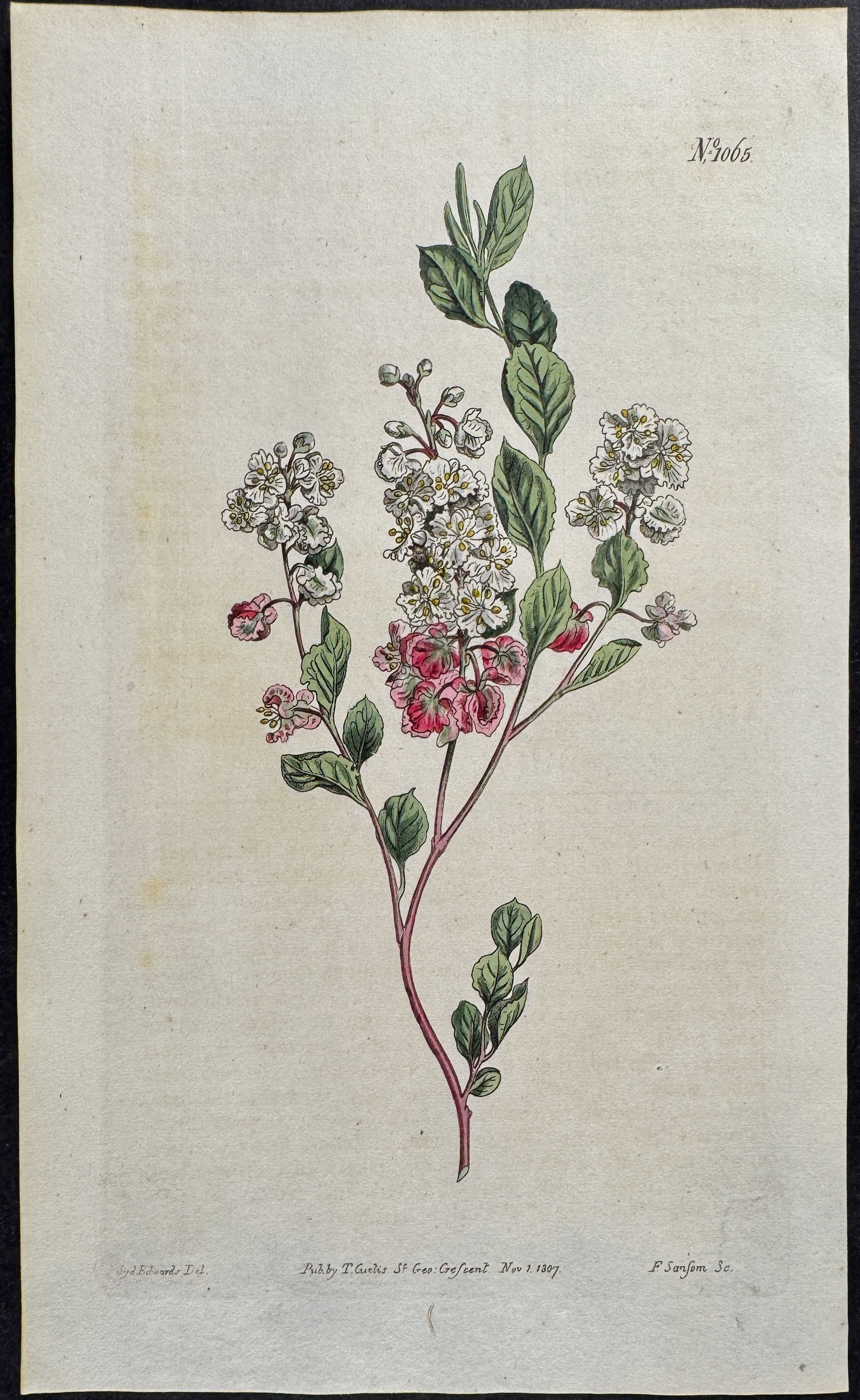 Curled Polygonum