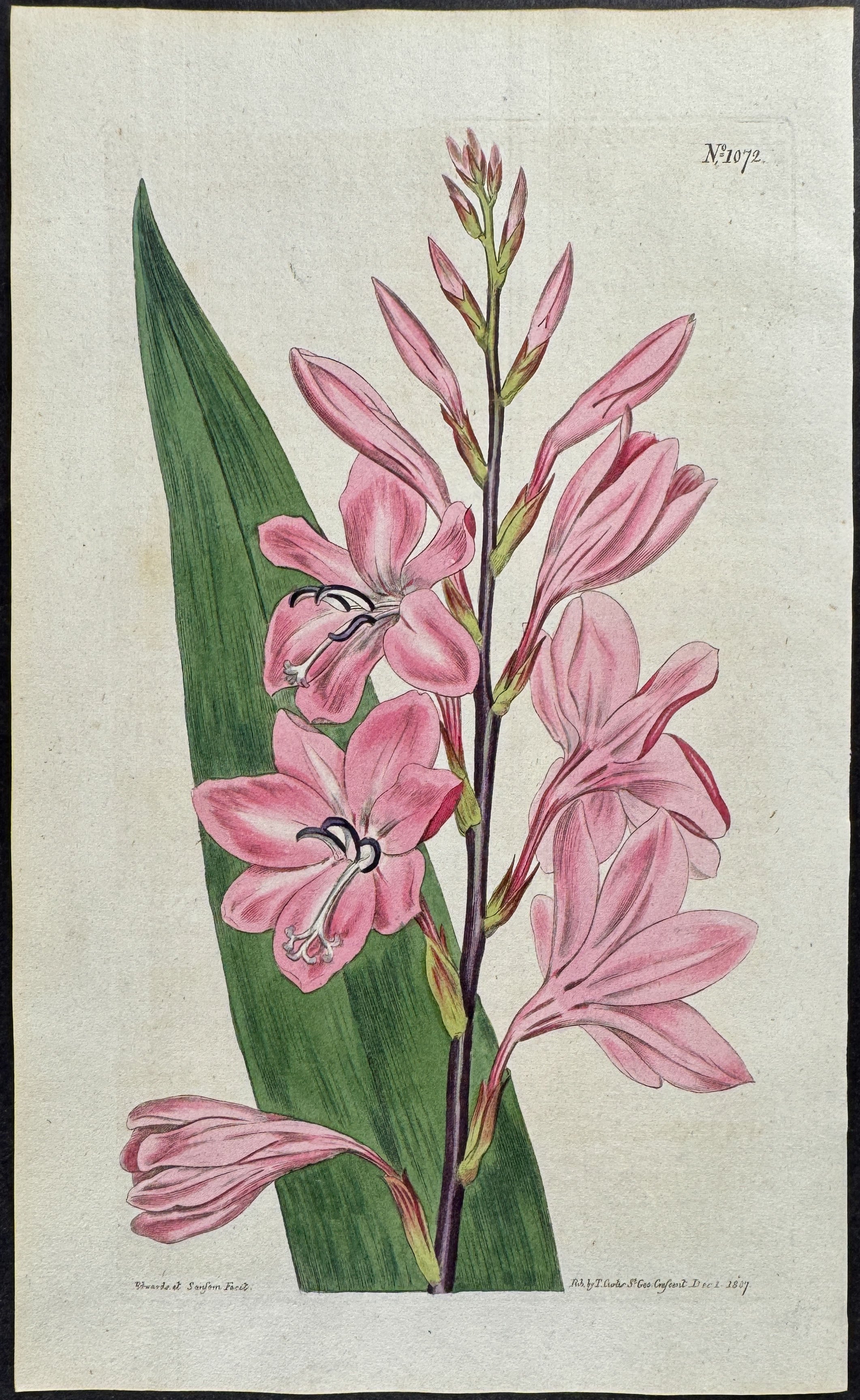 Pyramidal Watsonia