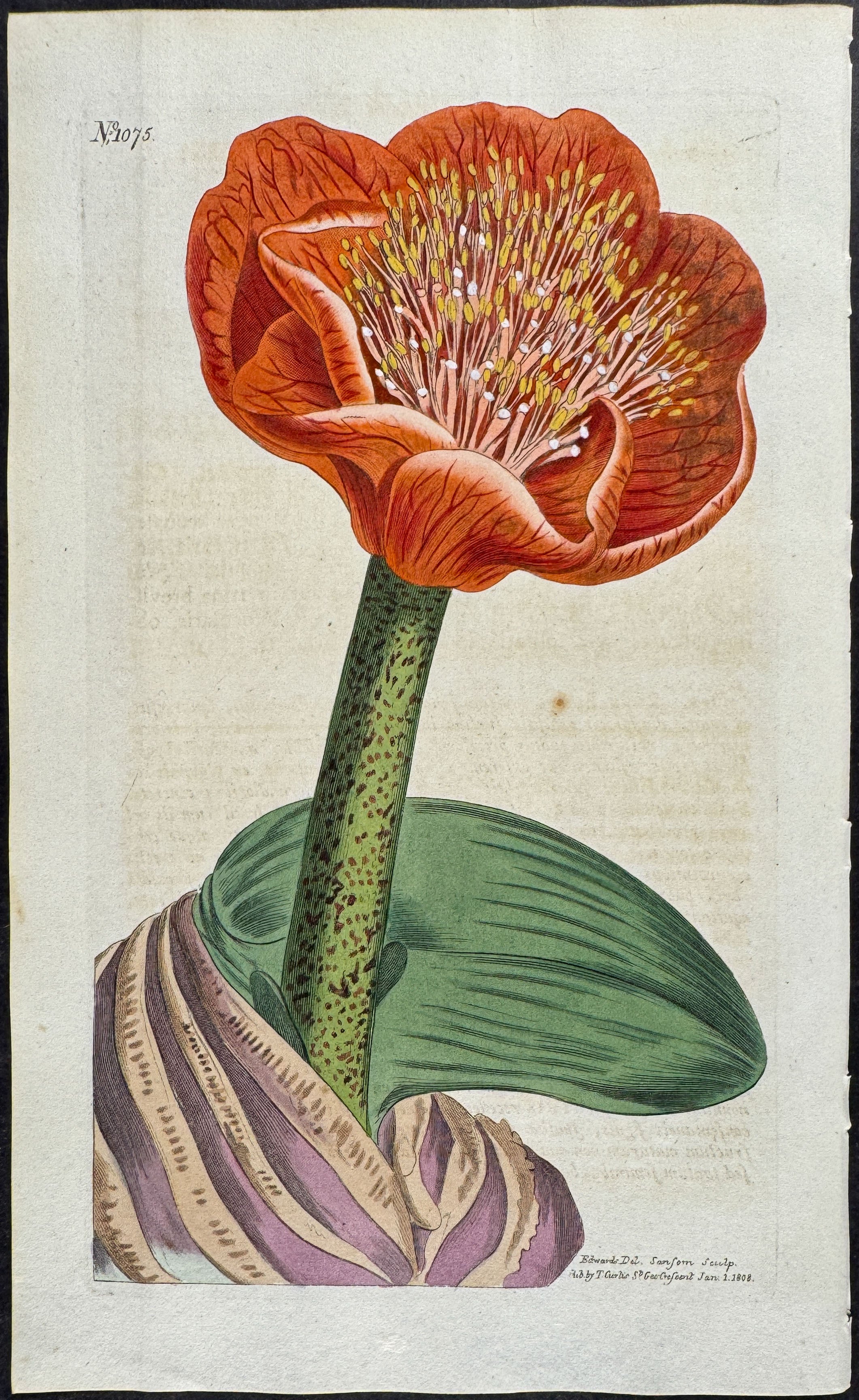 Salmon-Coloured Blood-Flower