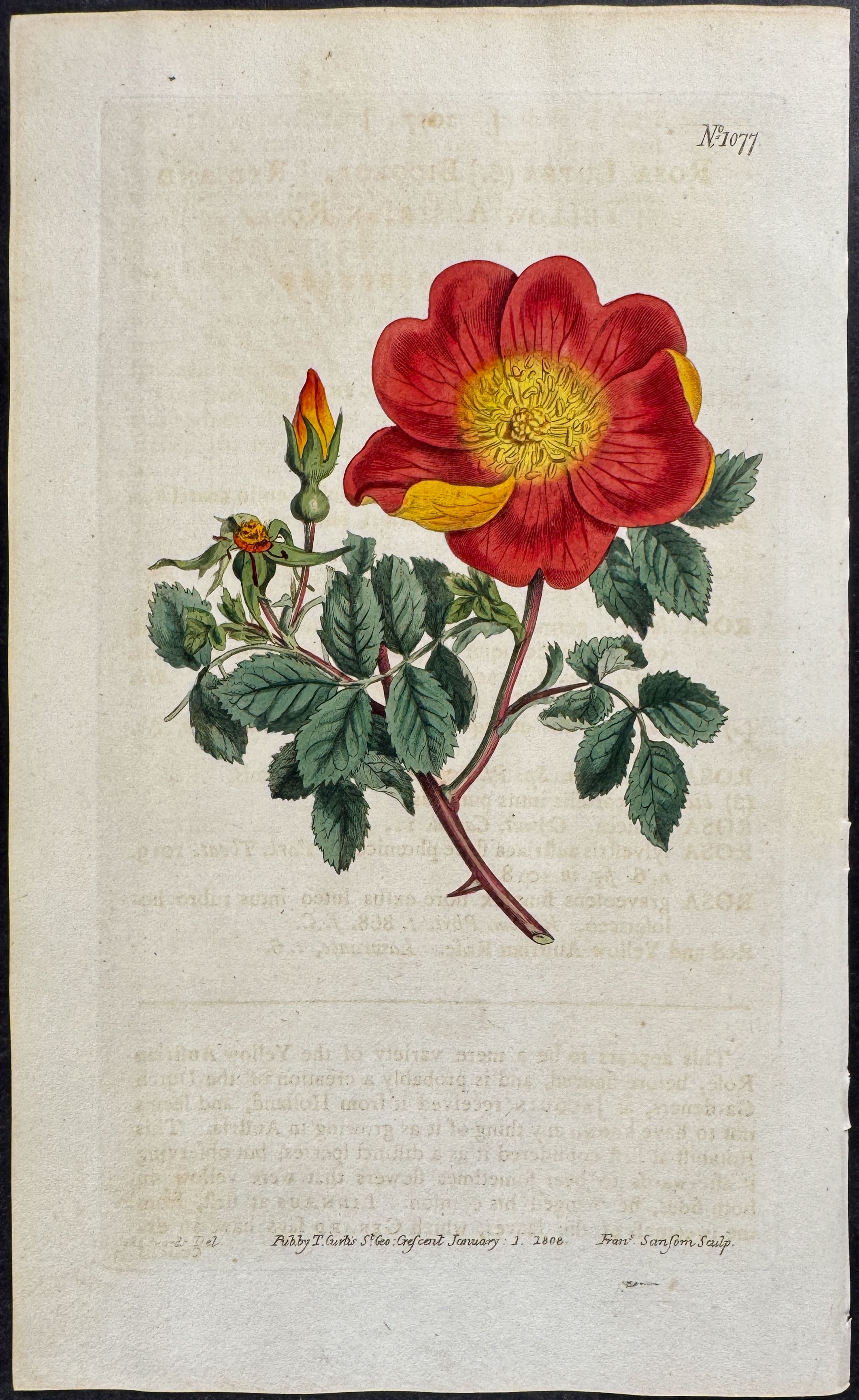 Red and Yellow Austruan Rose