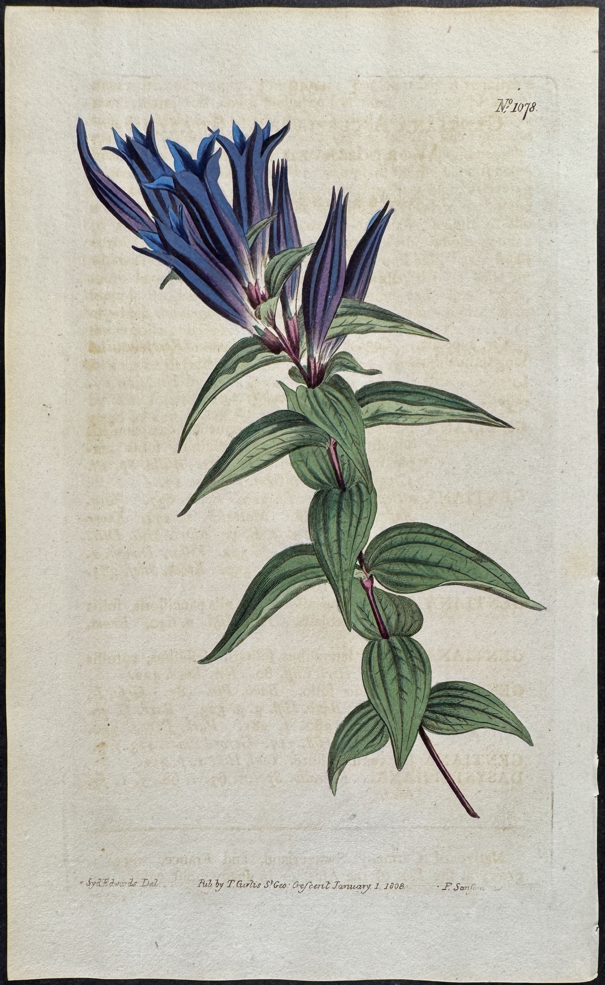 Swallow-wort-leaved Gentian