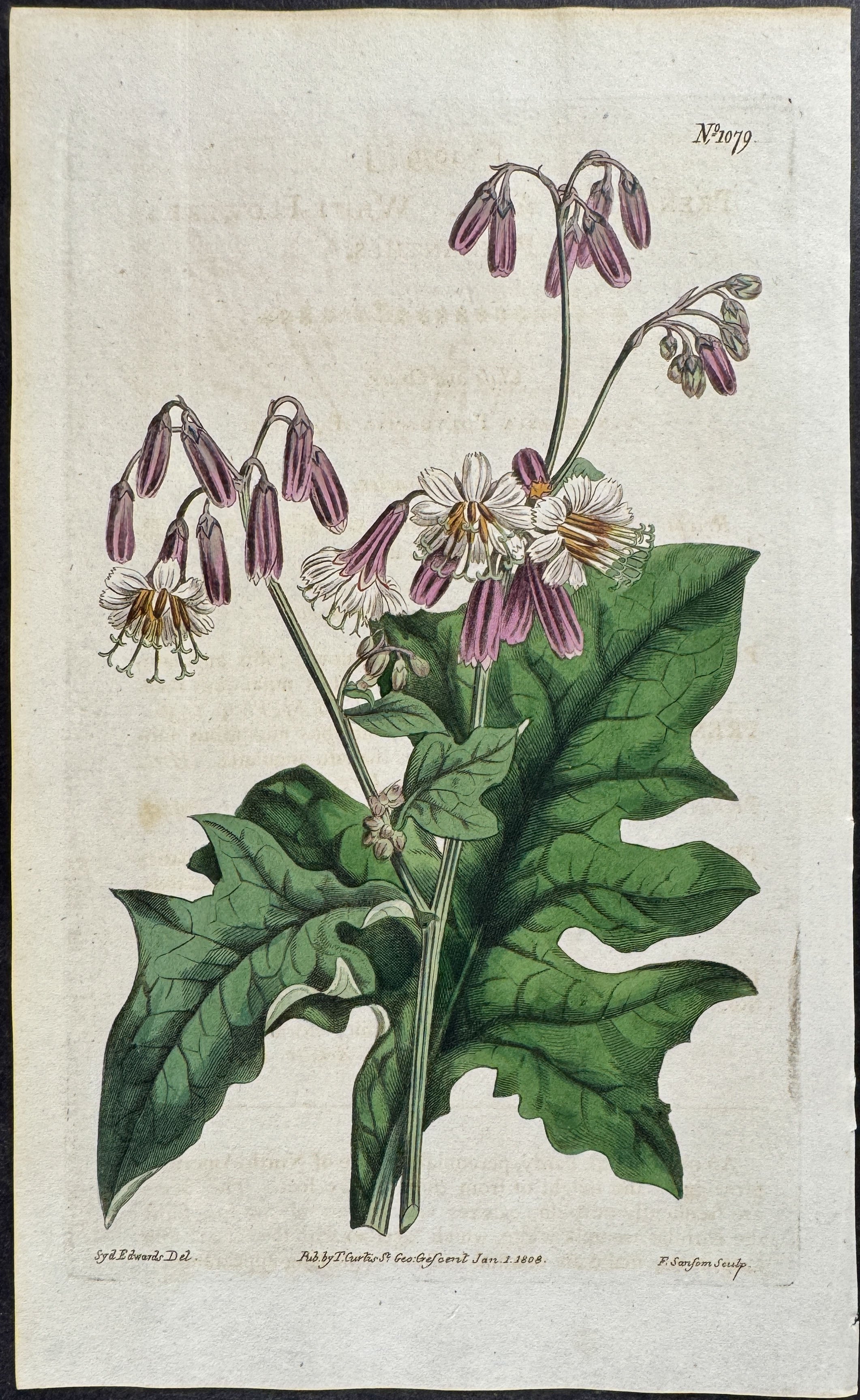 White-flowered Prenathes