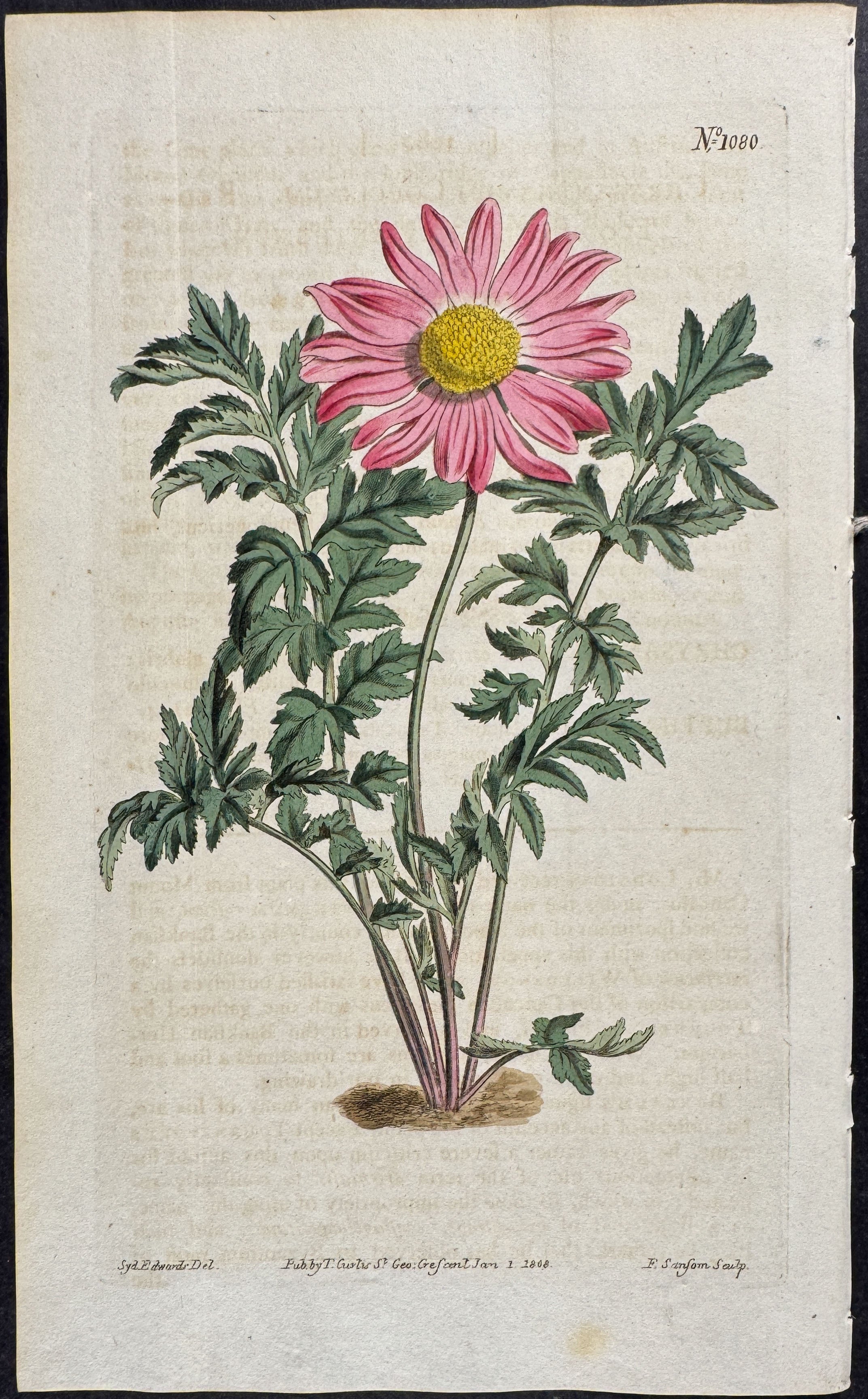 Red-flowered Chrysanthemum