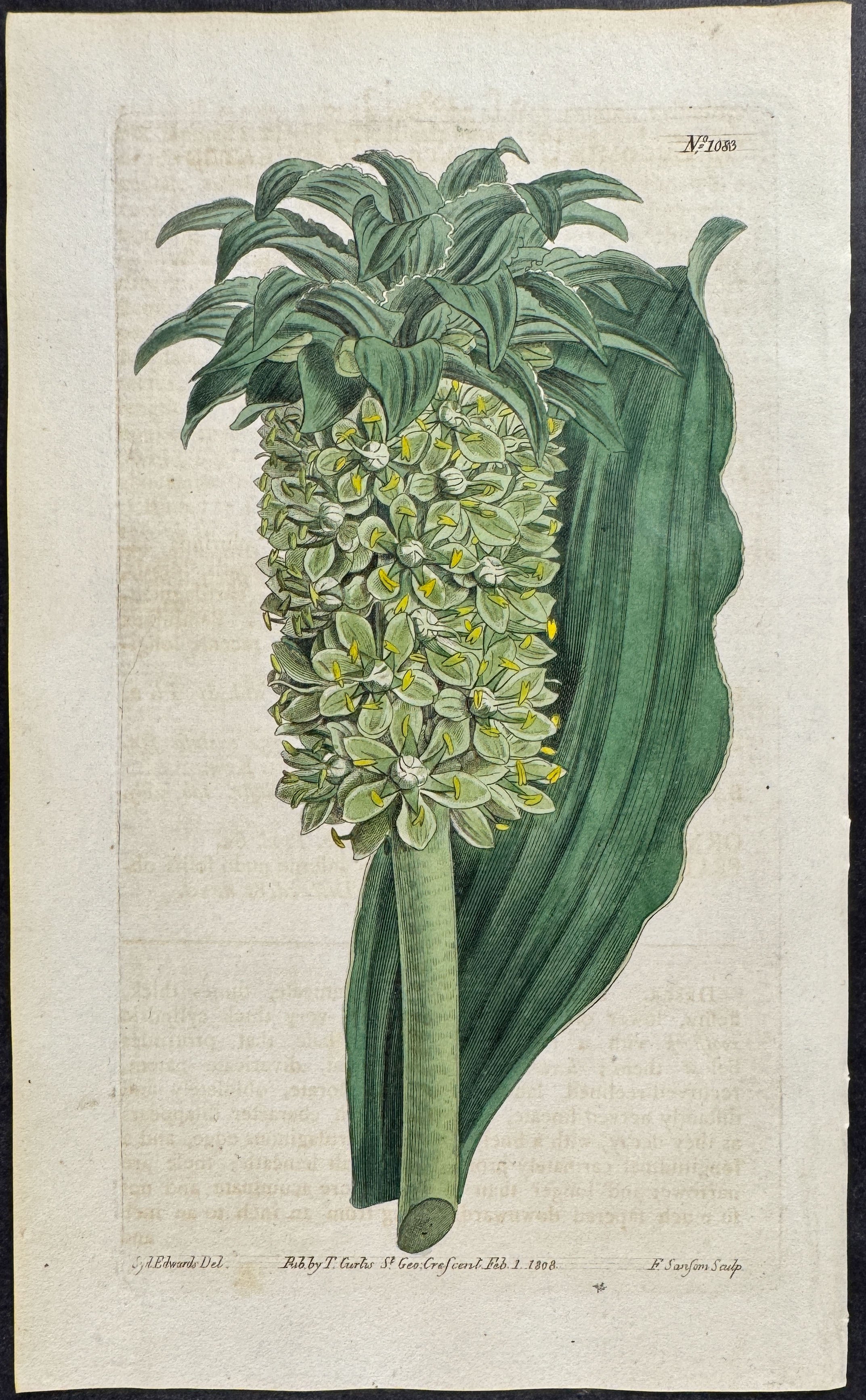Undulated-leaved Eucomis