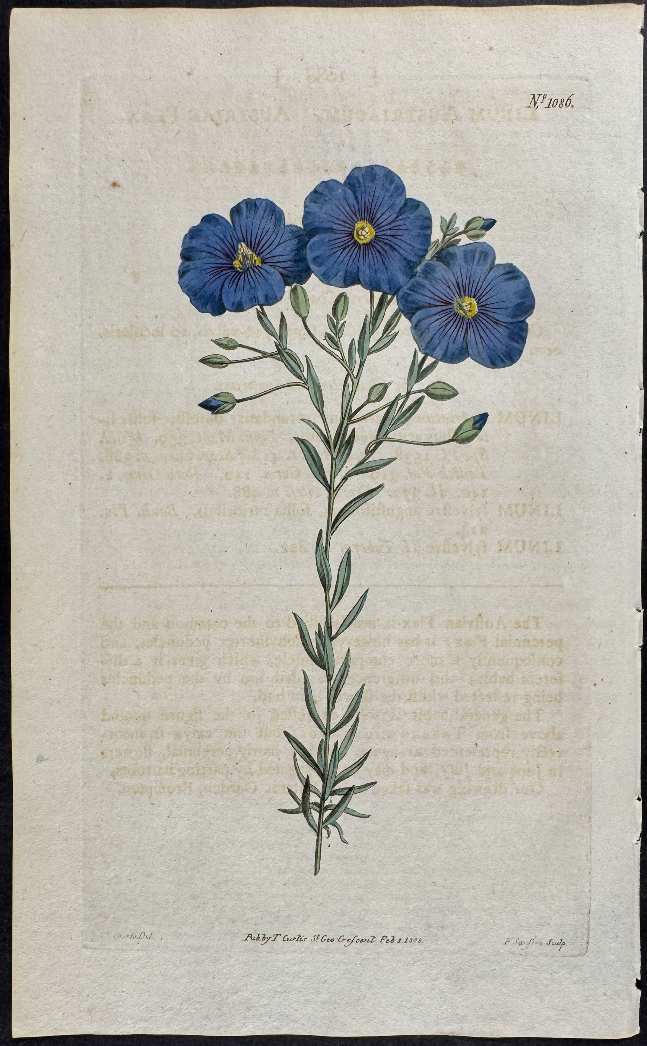 Austrian Flax