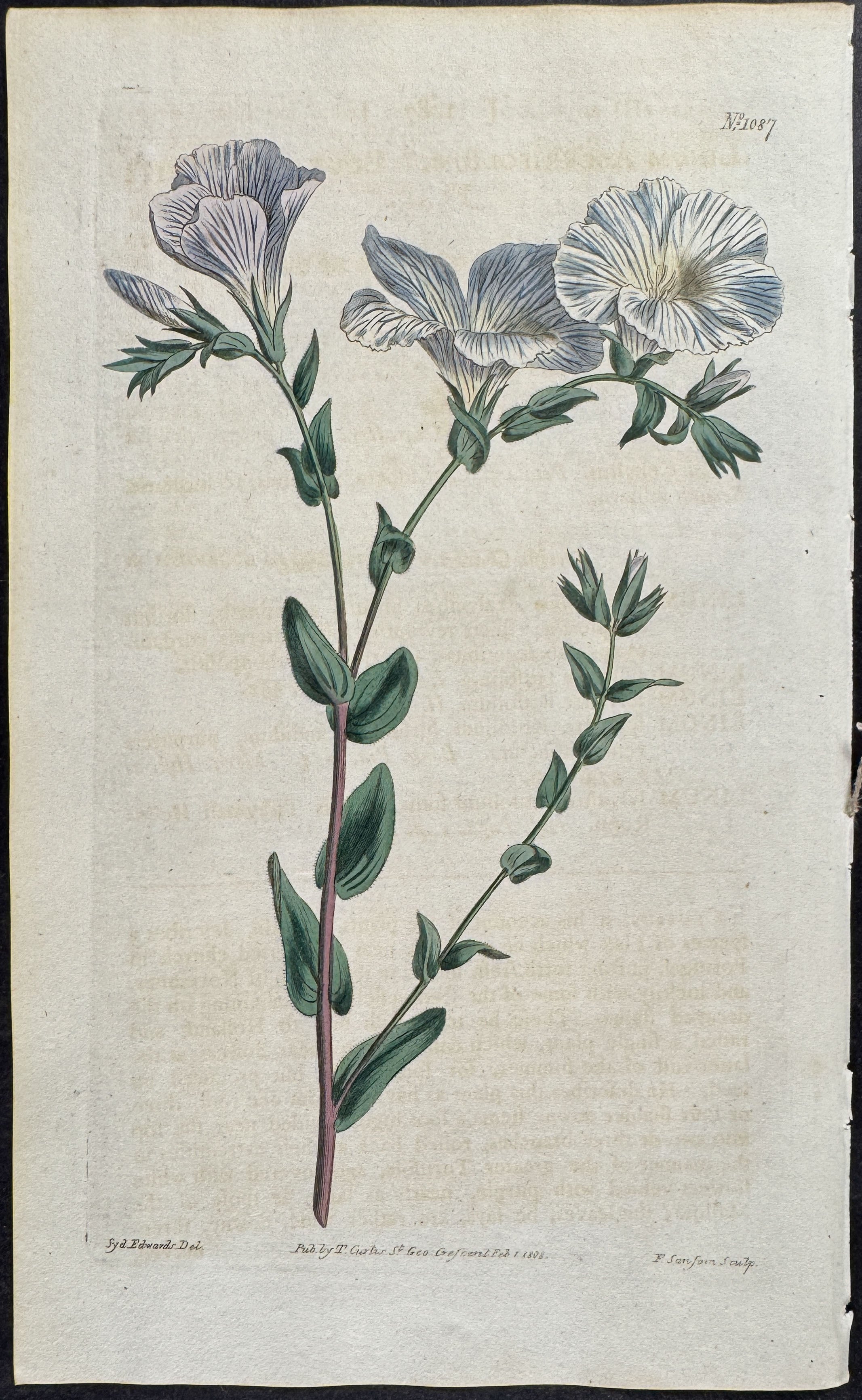 Blue and White Flax
