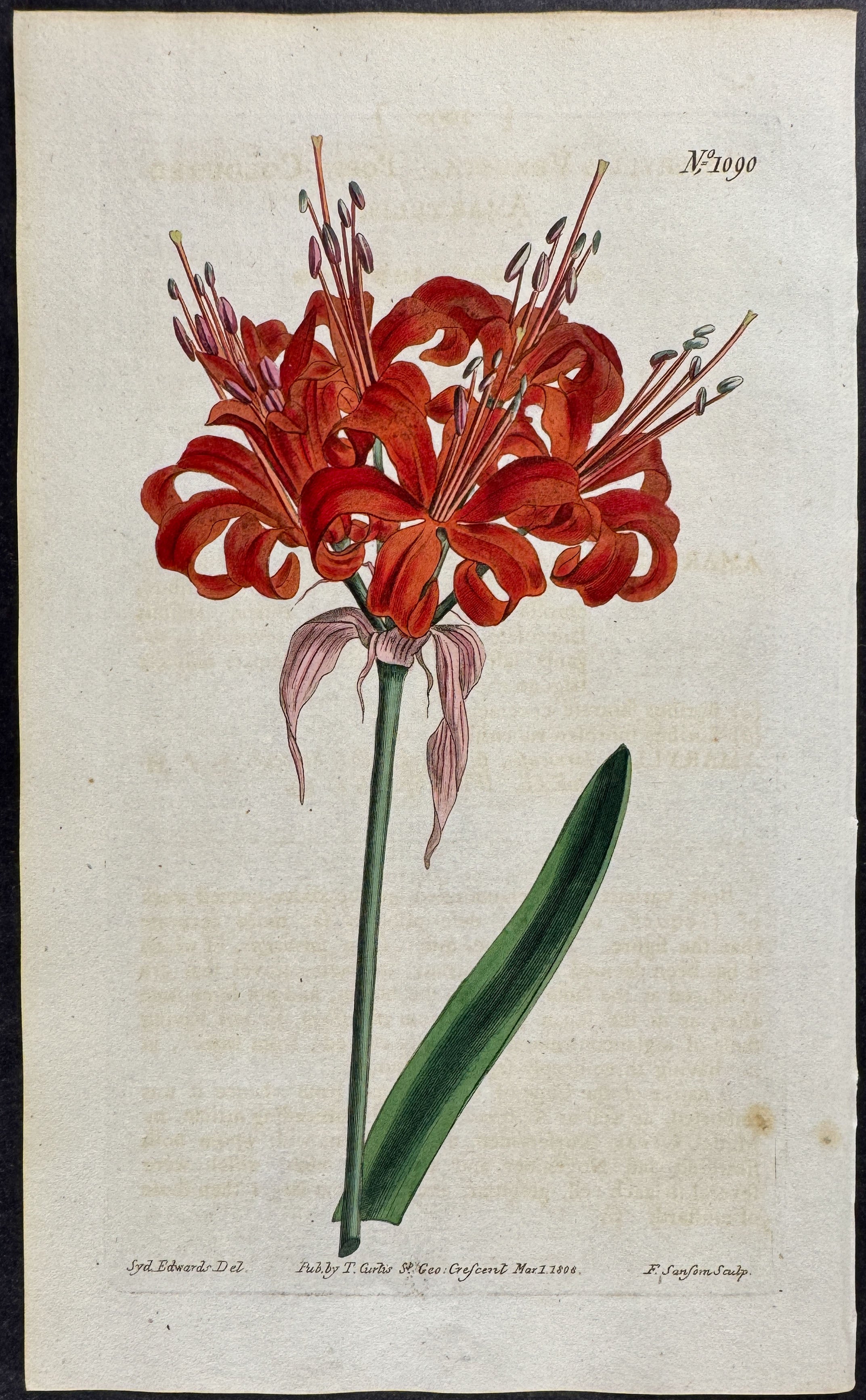 Poppy-Coloured Amaryllis