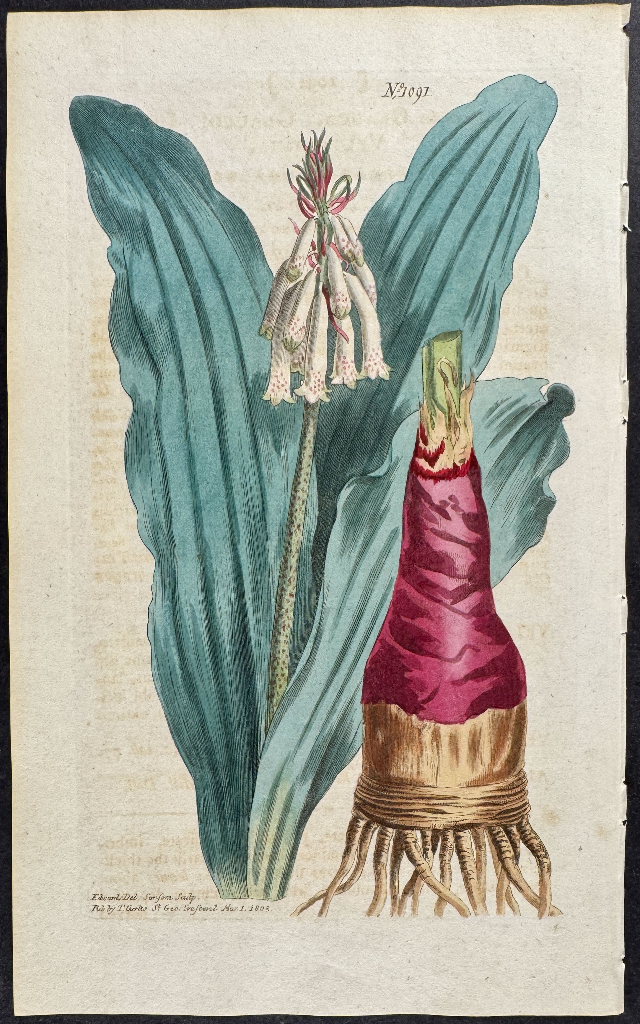 Glaucous-leaved Veltheimia