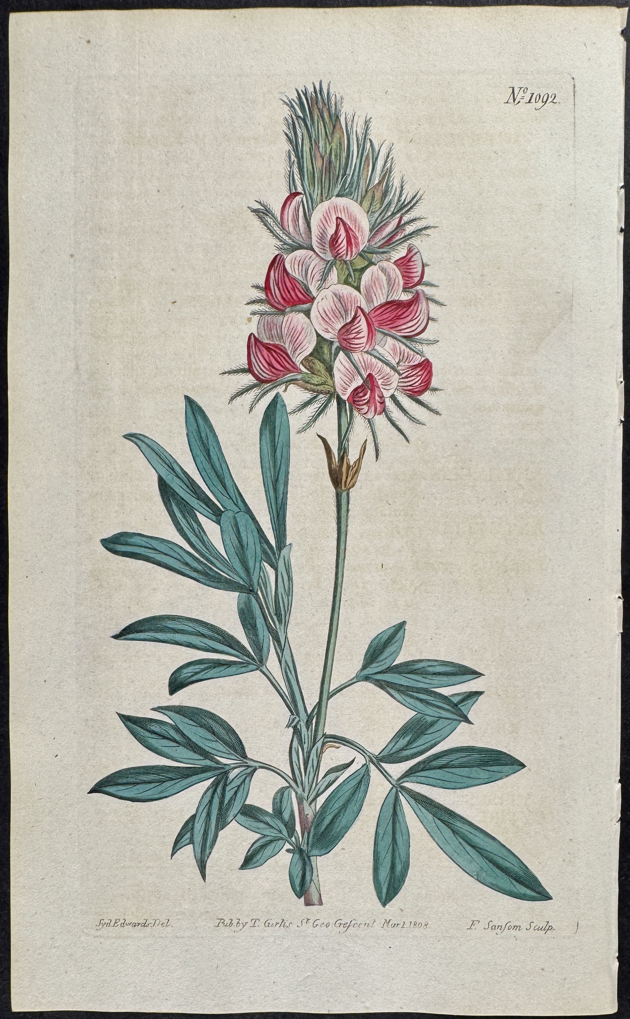 Cretan Kidney Vetch