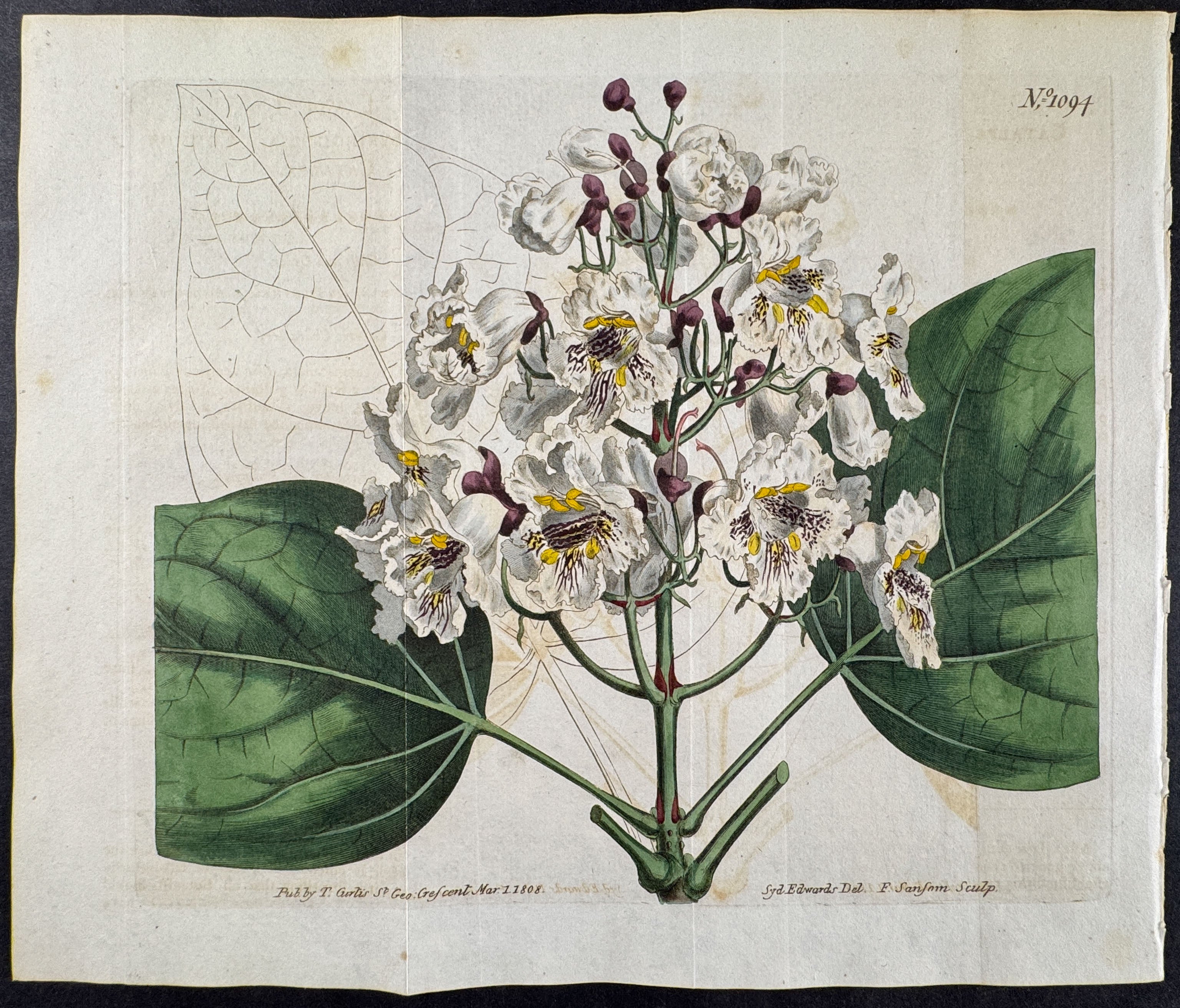 Common Catalpa