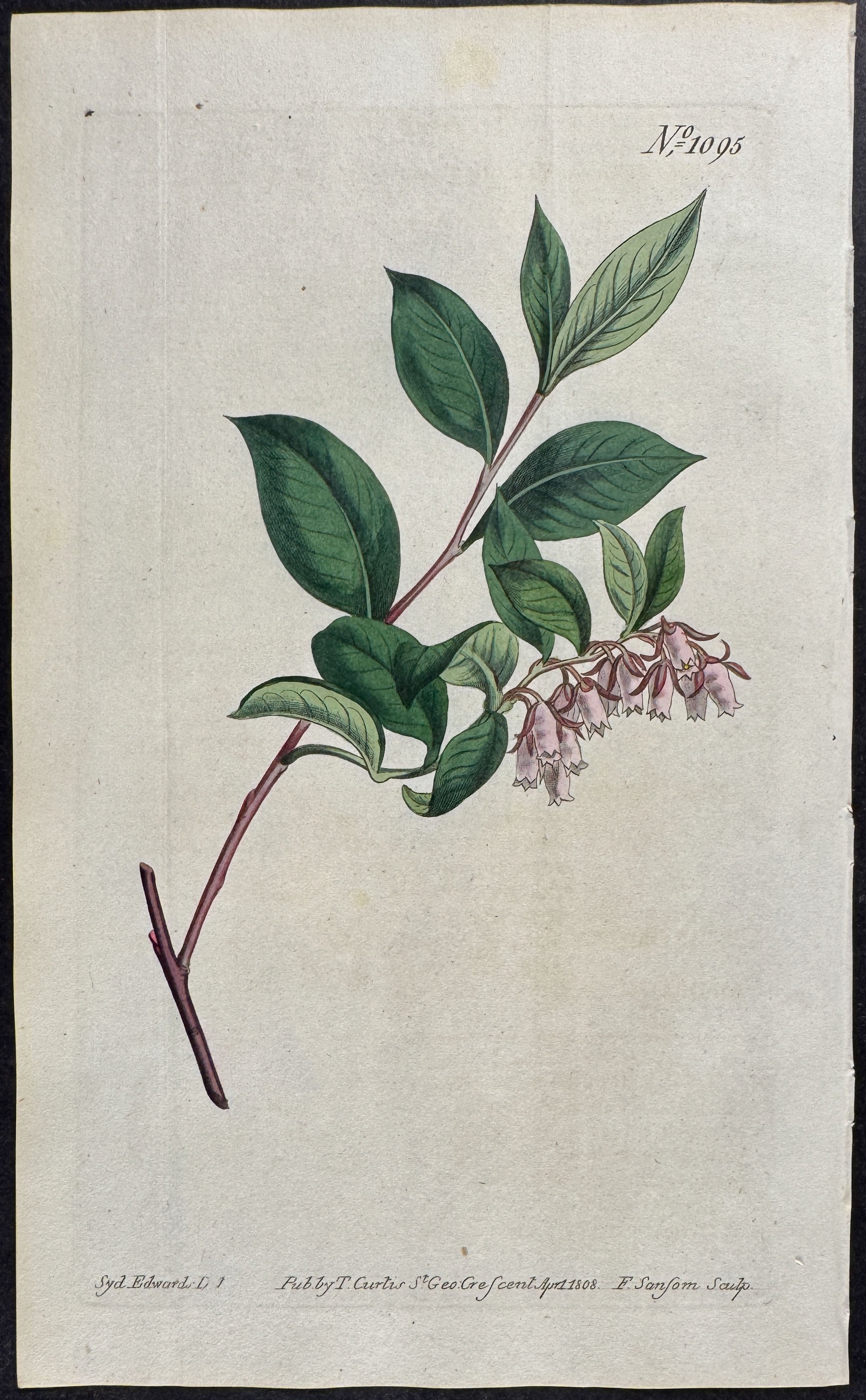 Shining-leaved Andromeda