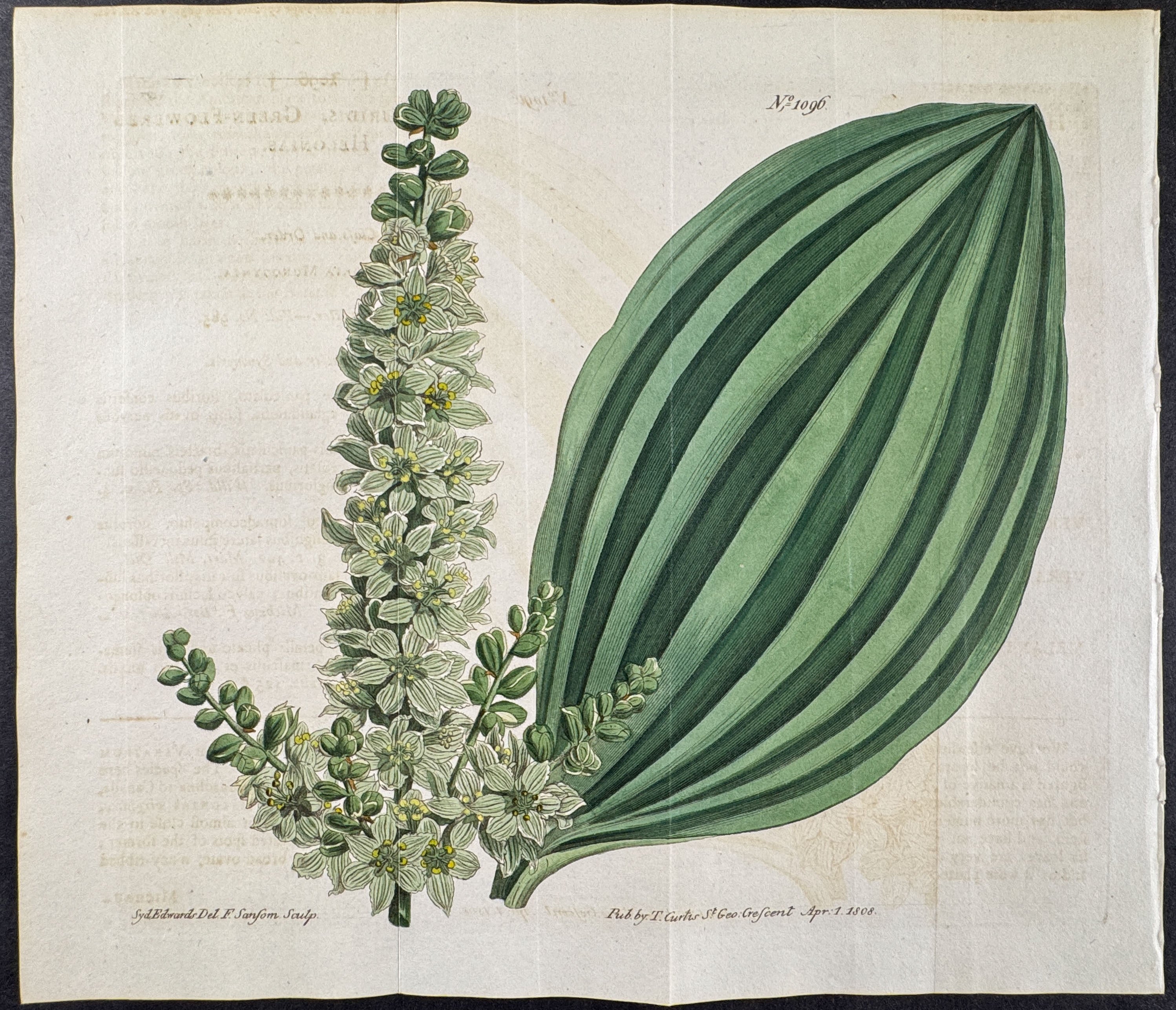 Green-flowered Helonias