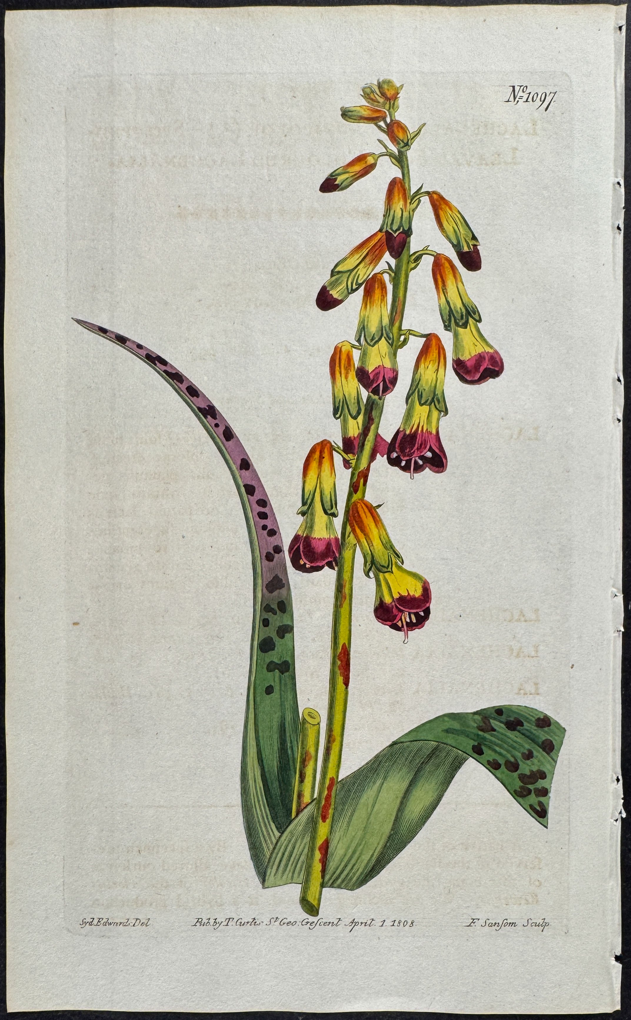 Spotted-Leaved Four-Coloured Lachenalia