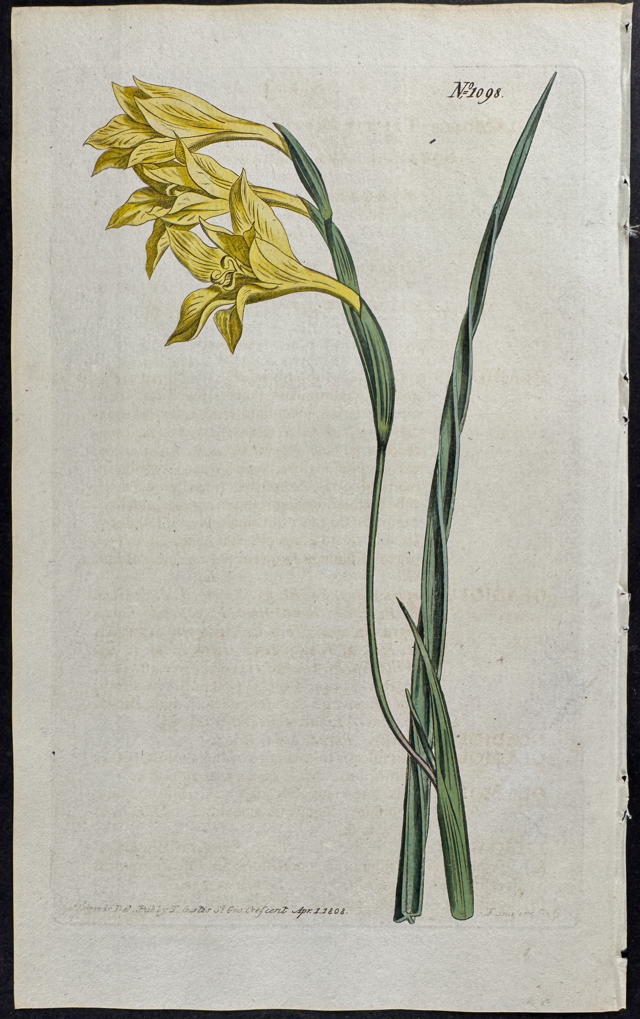 Yellow-flowered Square-leaved Corn-flag