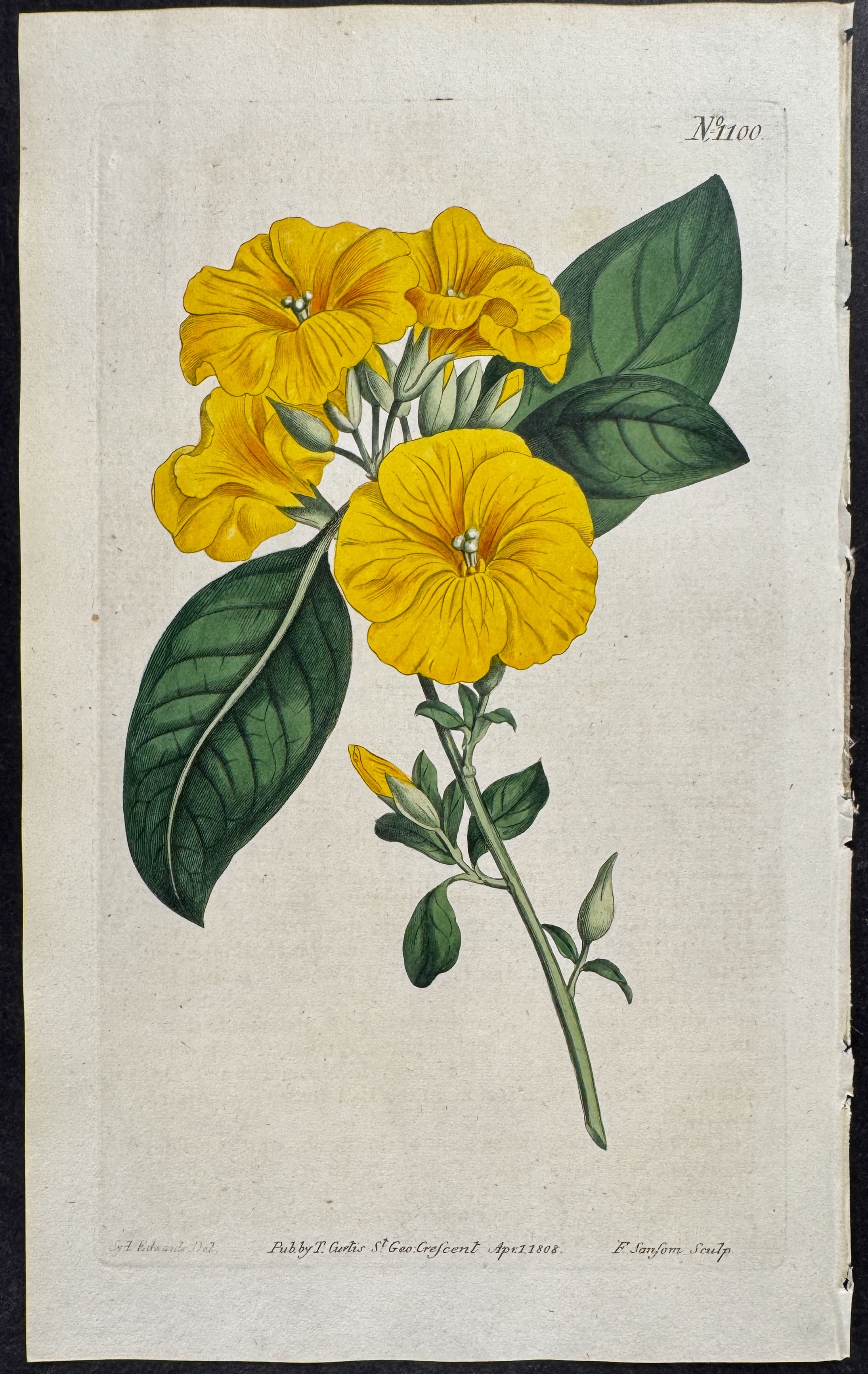 Three-styled Flax