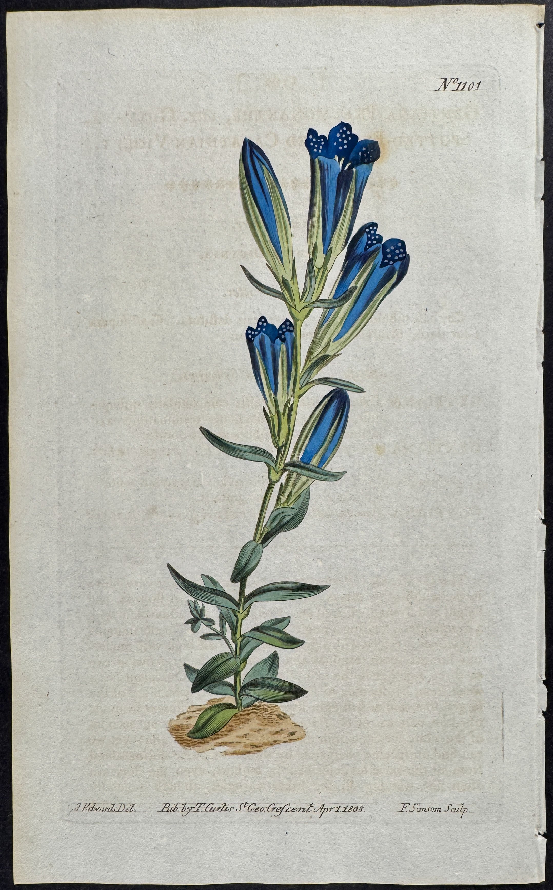 Spotted-flowered Calathian Violet