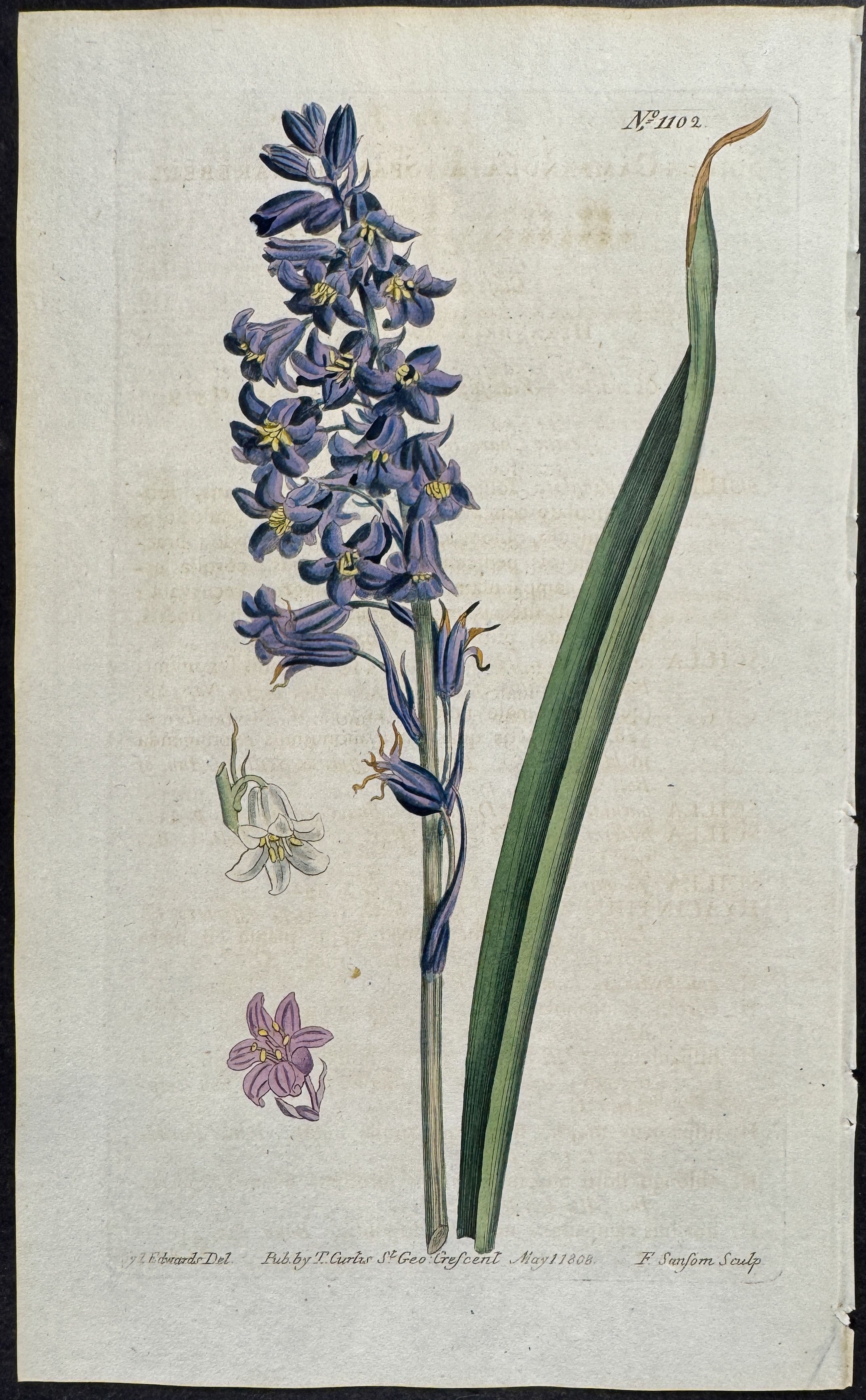 Spanish Harebell