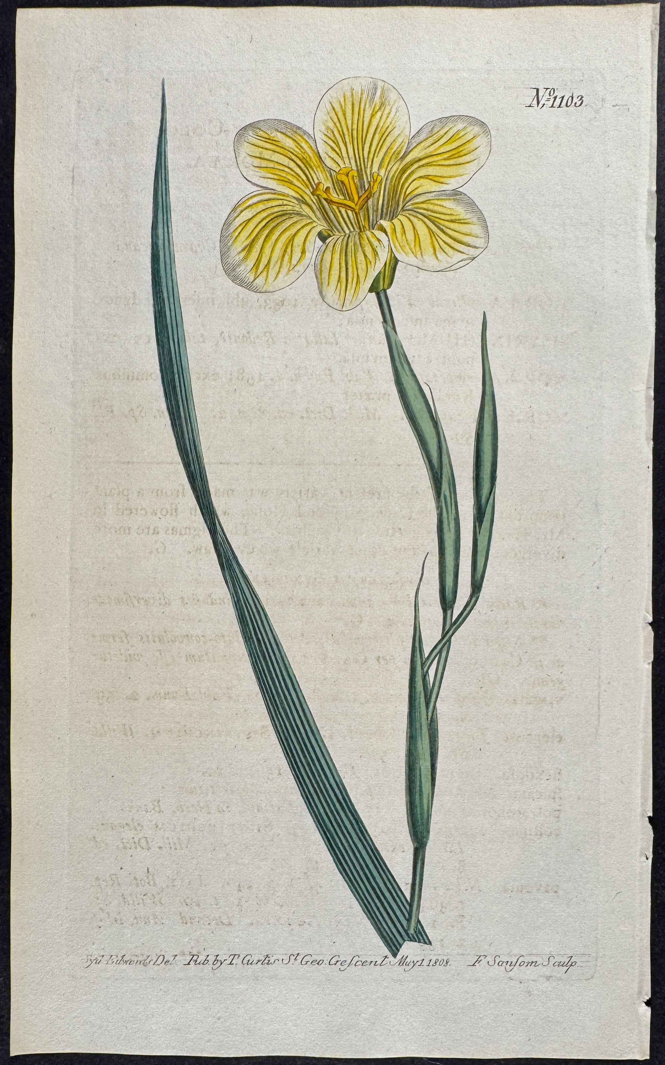 Straw-coloured Equal-flowered Moraea