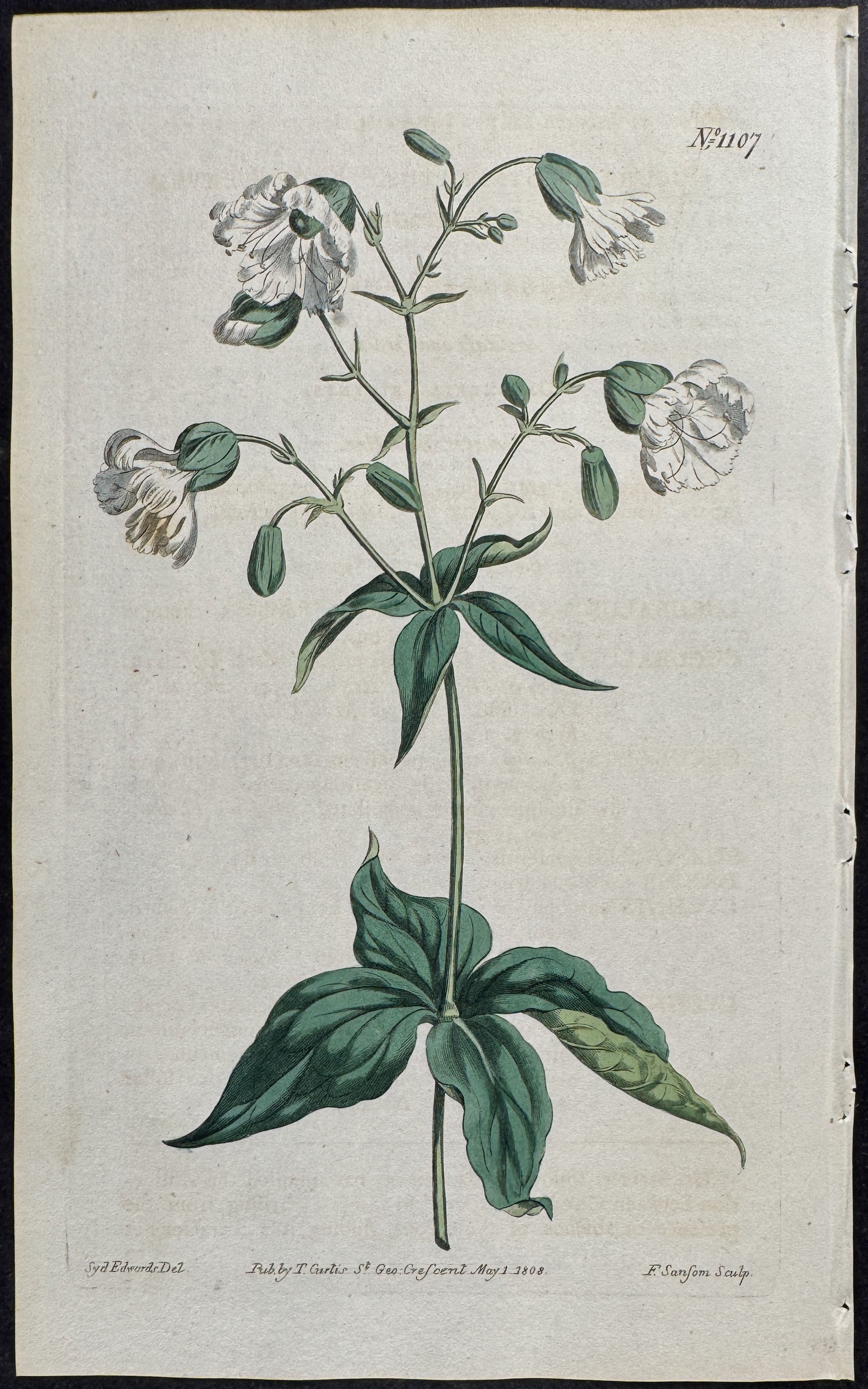 Four-leaved Campion