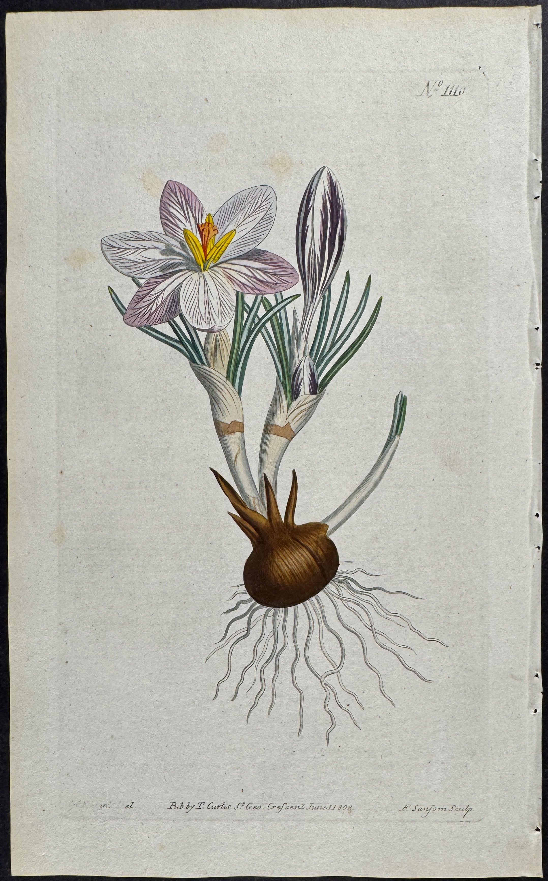 Party-coloured Crocus