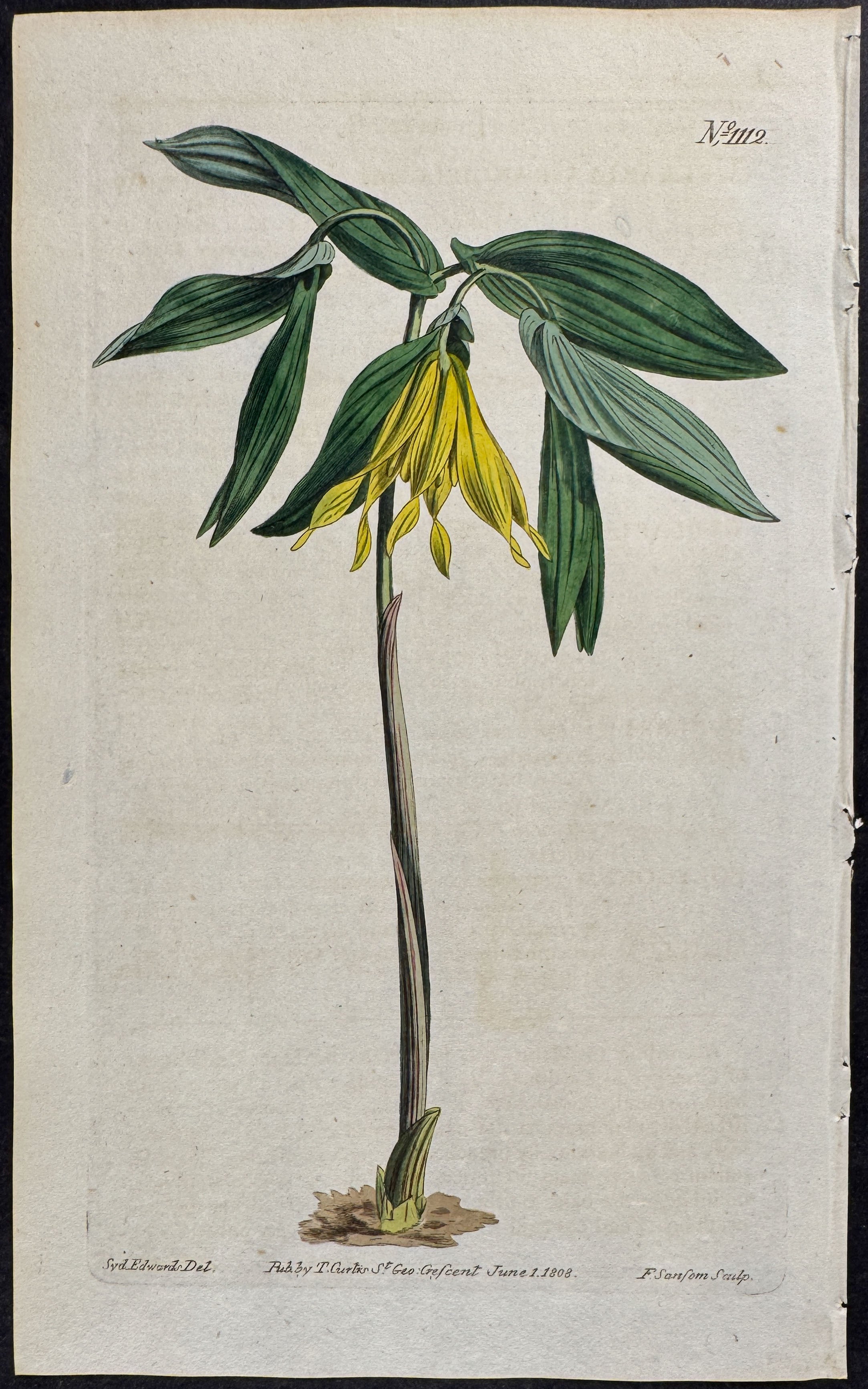 Large Yellow Uvularia