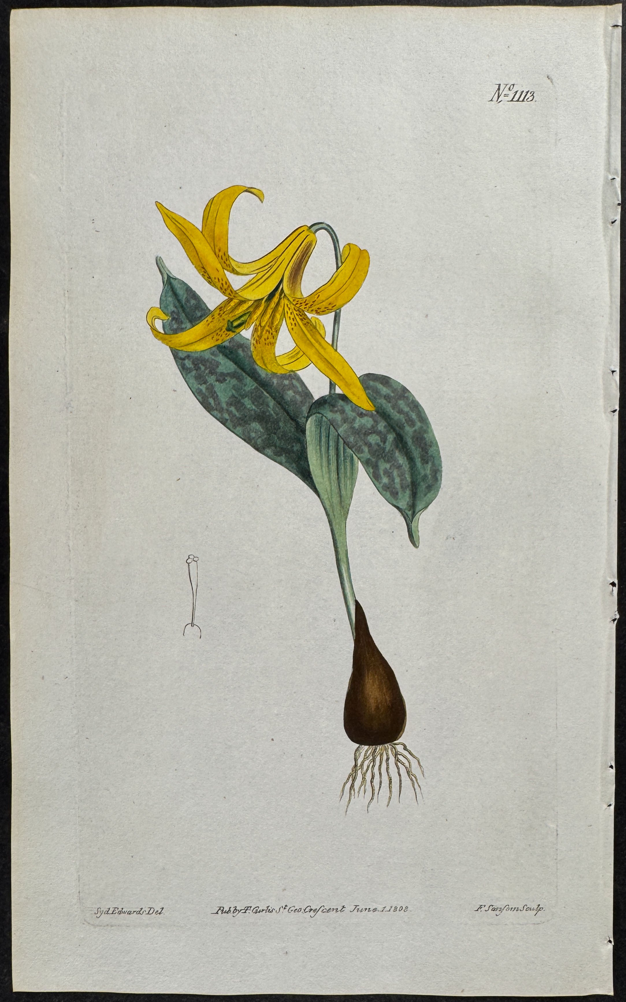 Yellow-flowered Dog's-tooth-violet