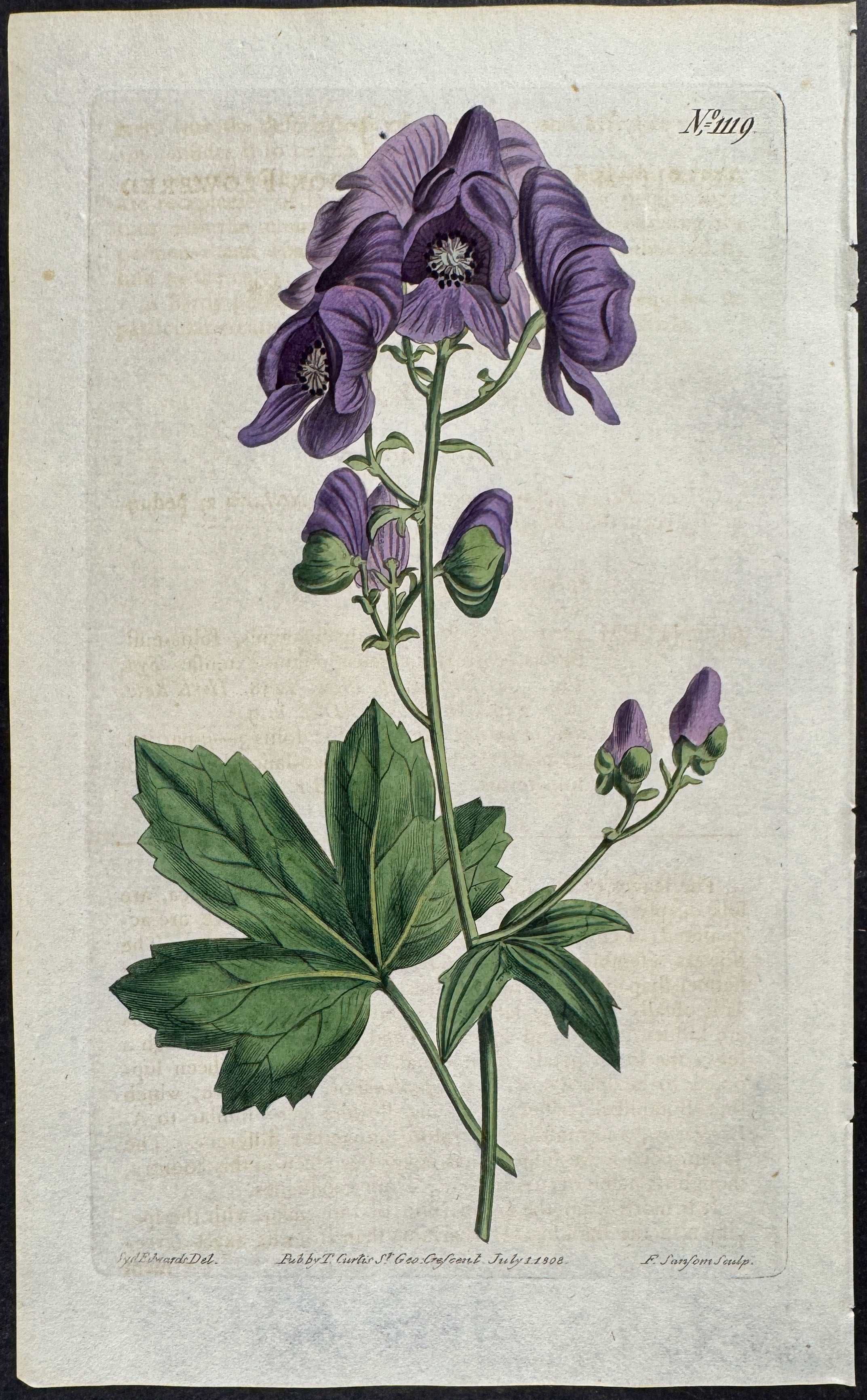 Hook-flowered Wolf's-Bane