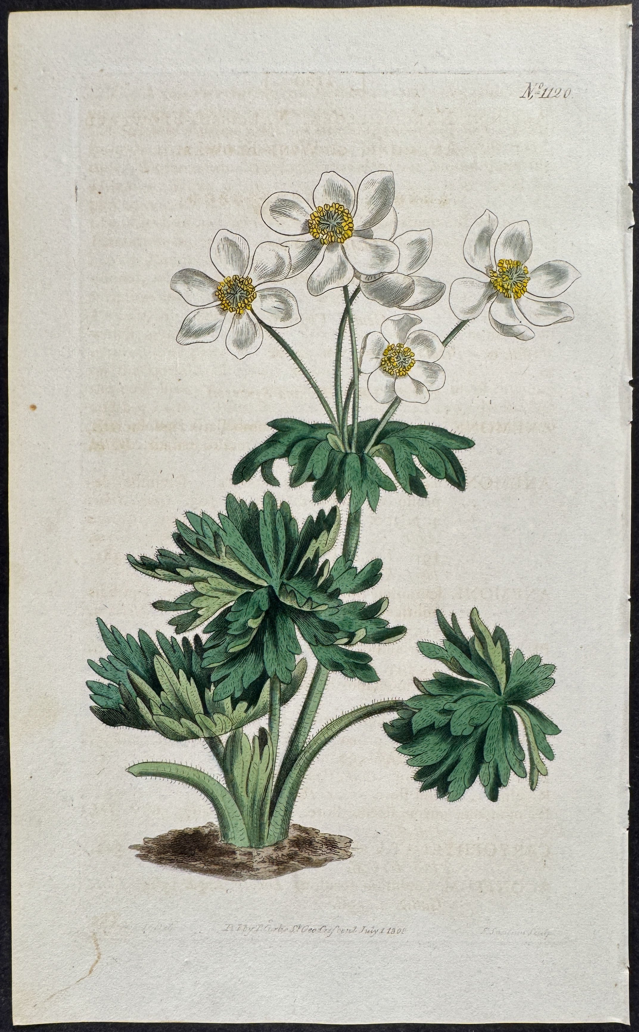 Narcissus-flowered Anemone, or Wind Flower