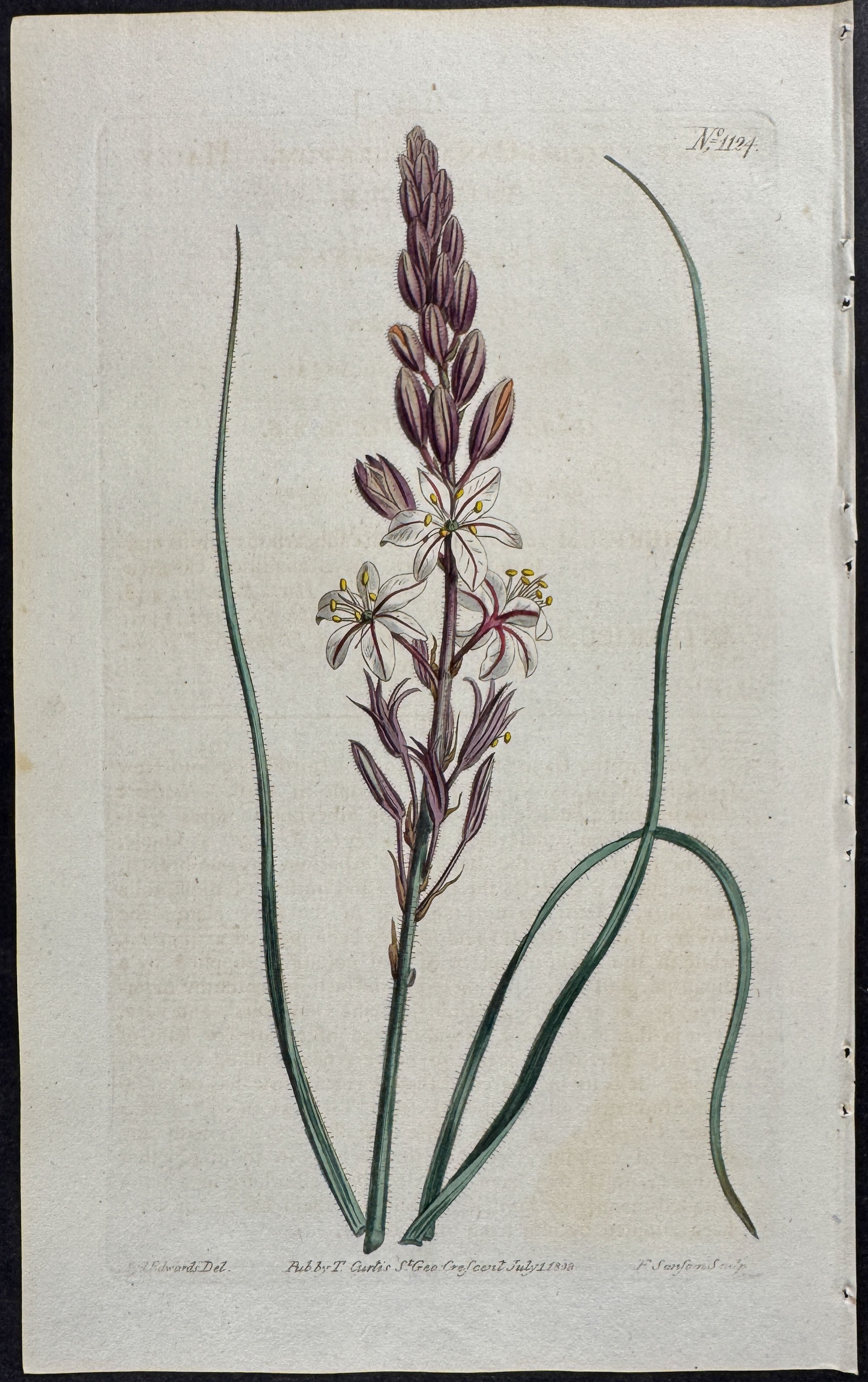 Hairy Anthericum