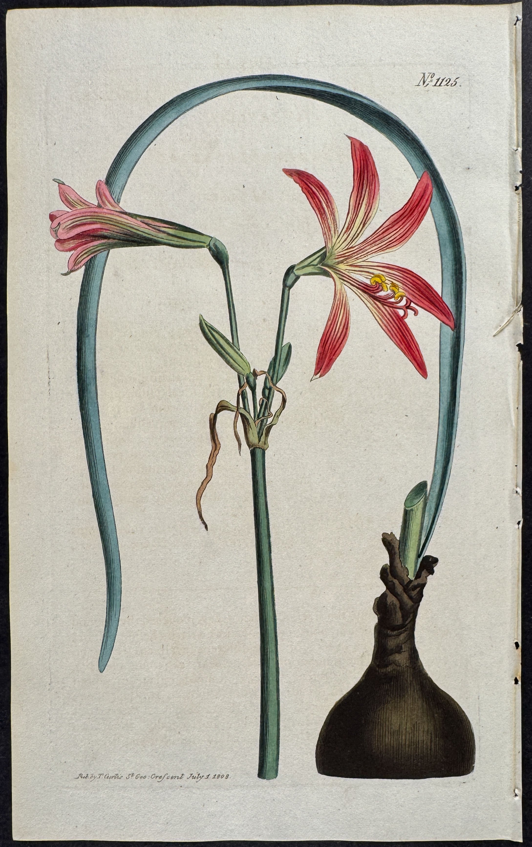 Streaked-flowered Amaryllis