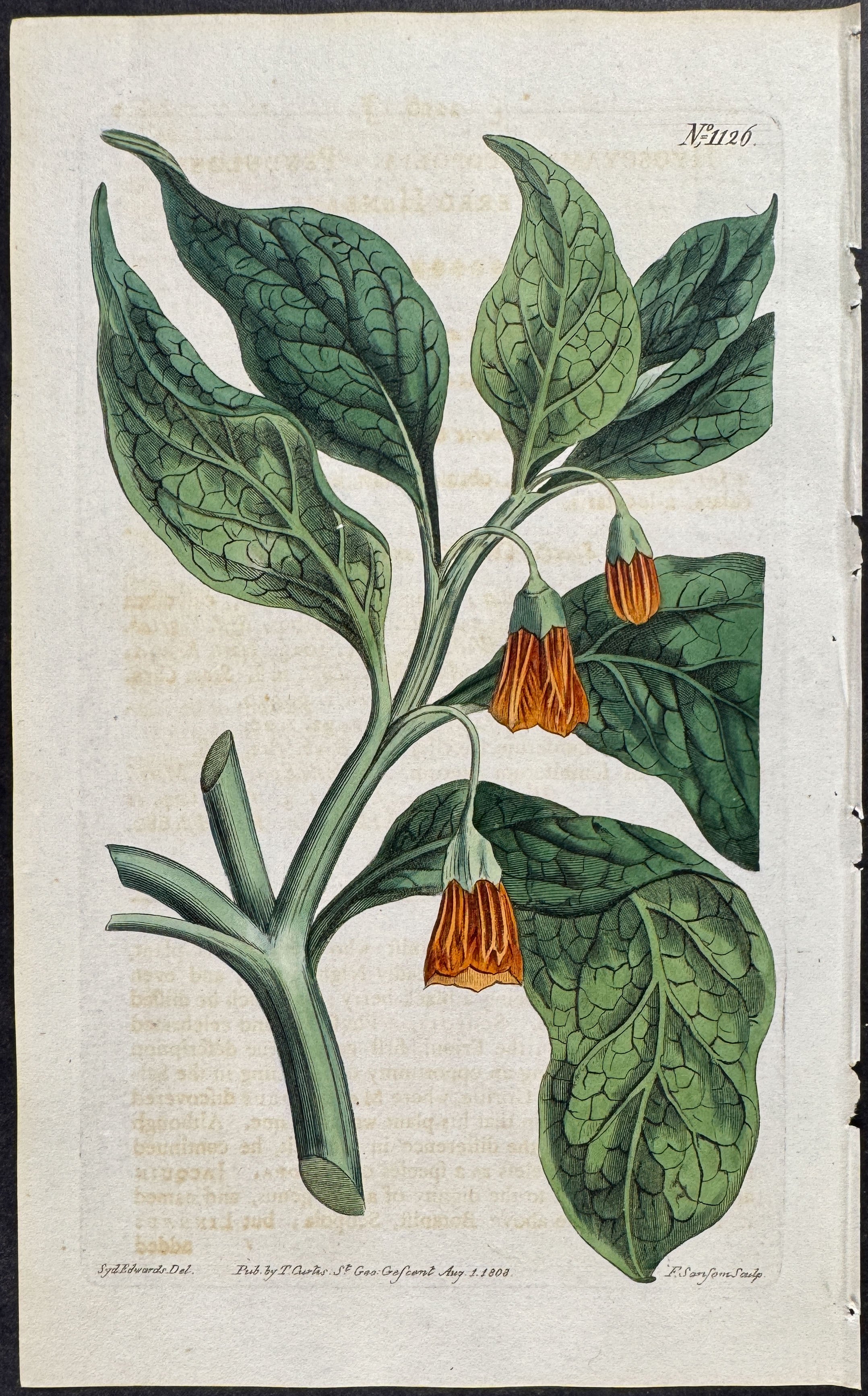 Pendulous-flowered Henbane